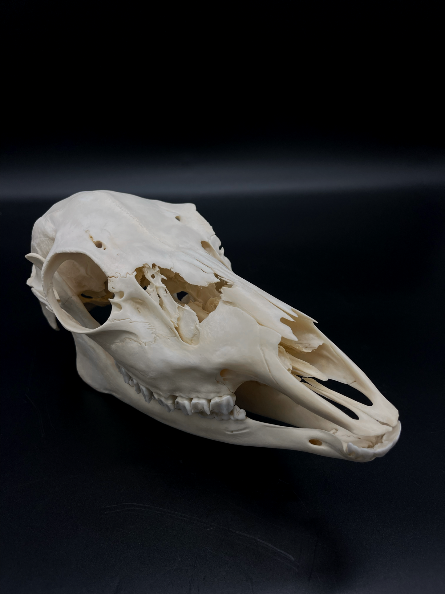 Craft Grade Fallow Doe skull w/ Mandibles