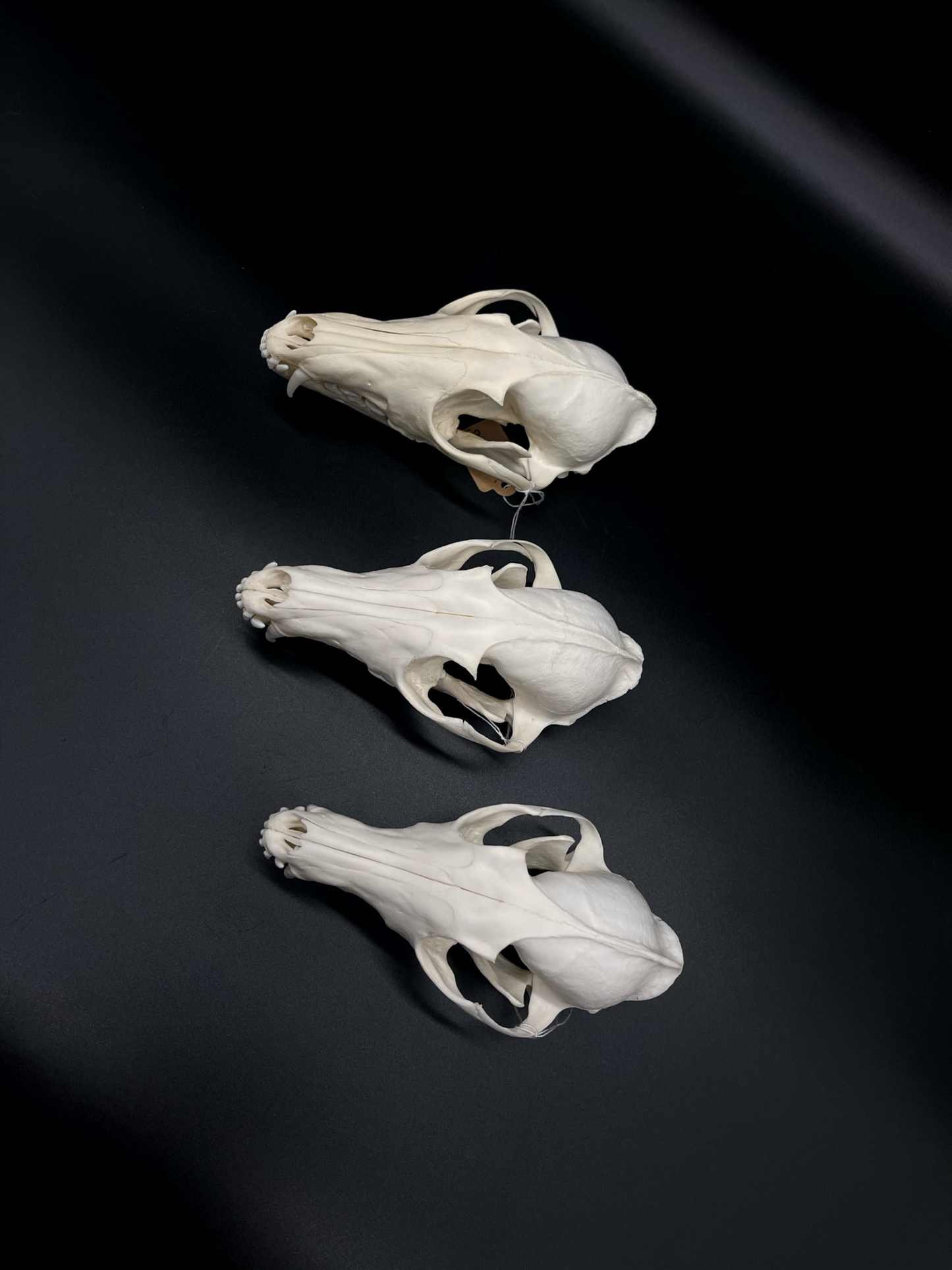 A+ Grade Red Fox Skull