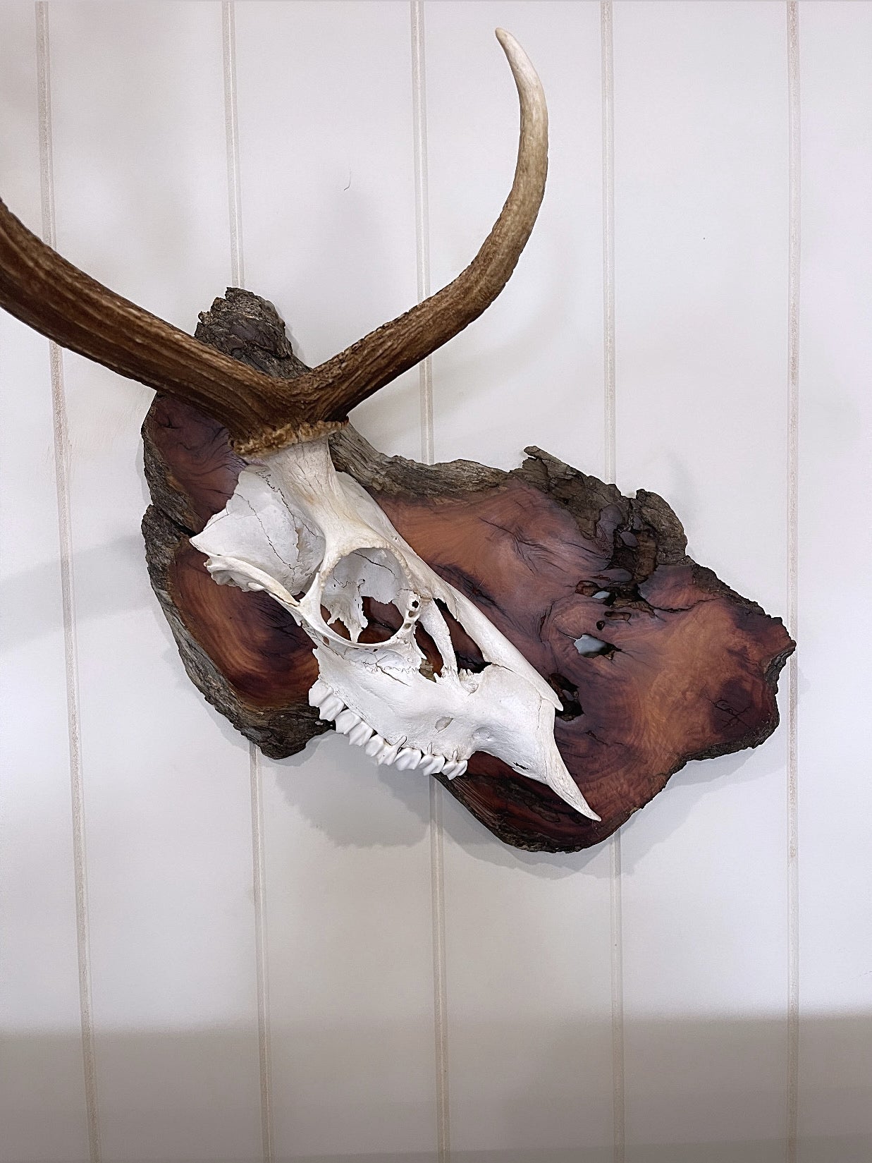 One-sided Fallow Buck Hardwood Burl Mount