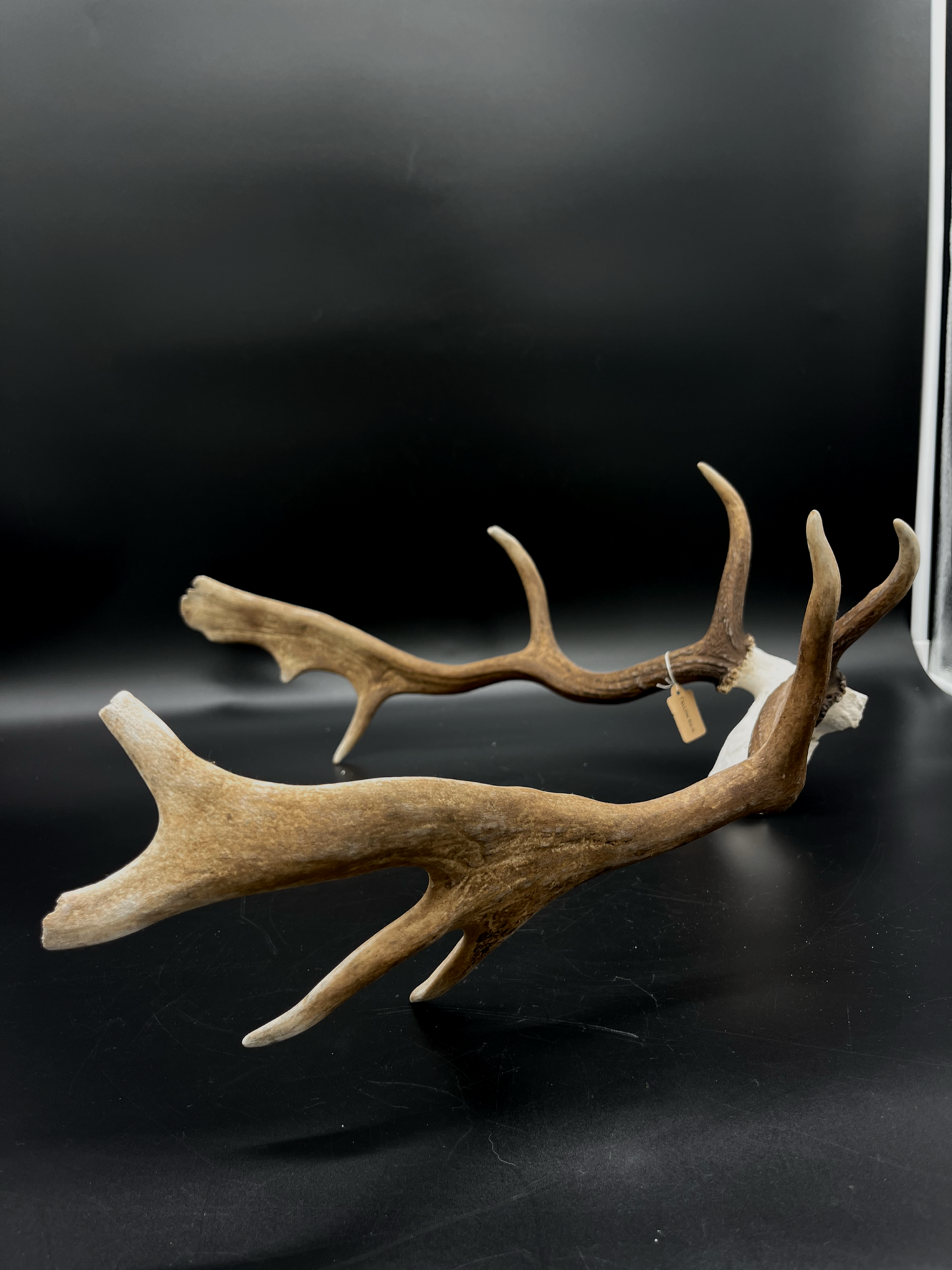Craft Grade Fallow Buck Skull Cap
