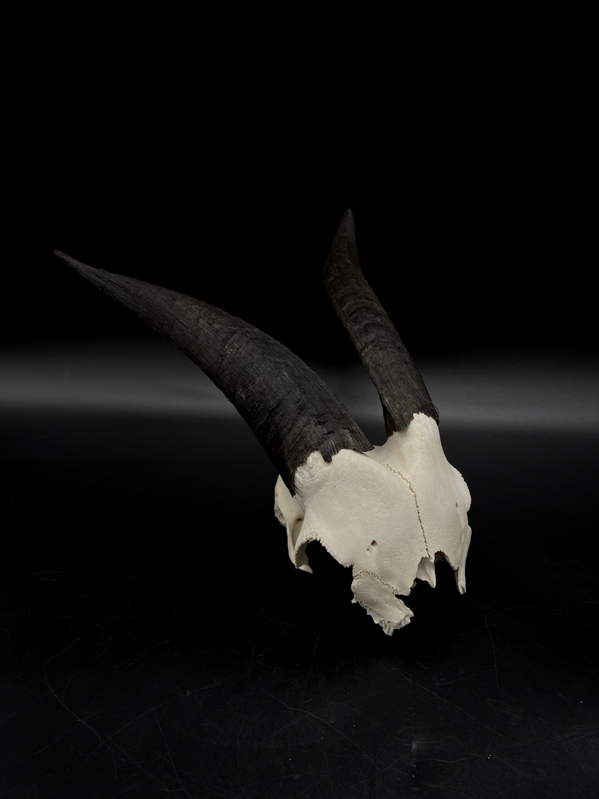 Craft Grade Rangeland Billy Goat Skull Cap