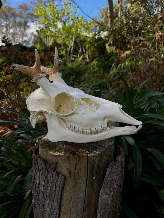 Fallow Buck Spiker