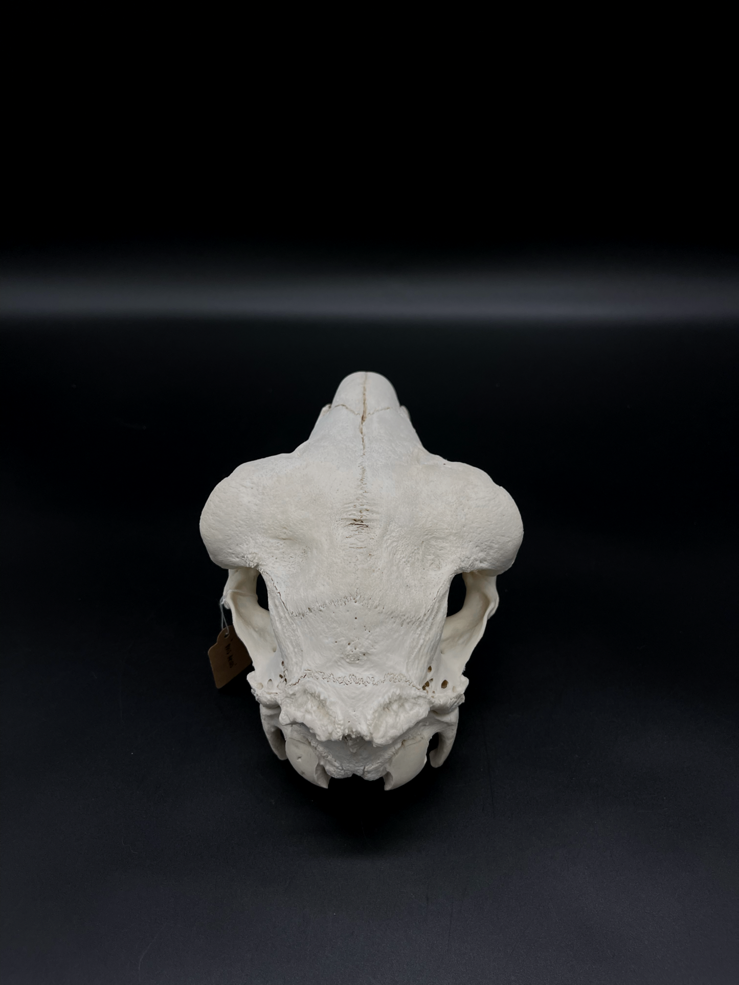 A- Grade Border Leicester Stud Ram Skull (Slight Wry Nose)