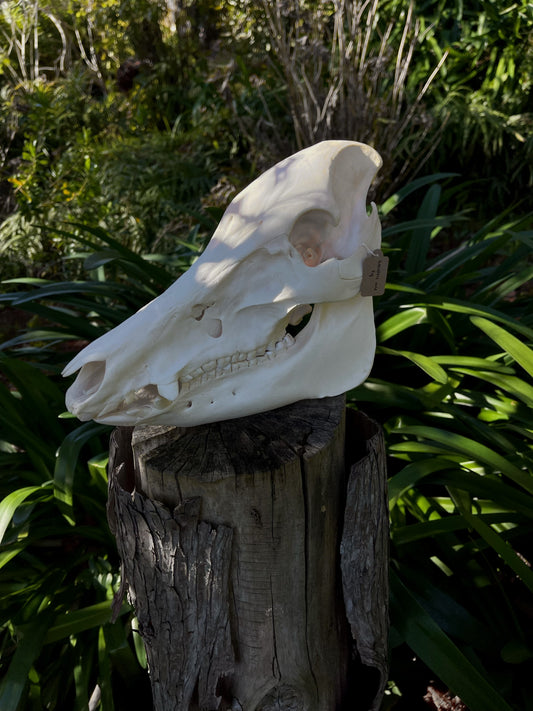 Geriatric Wild Pig Skull