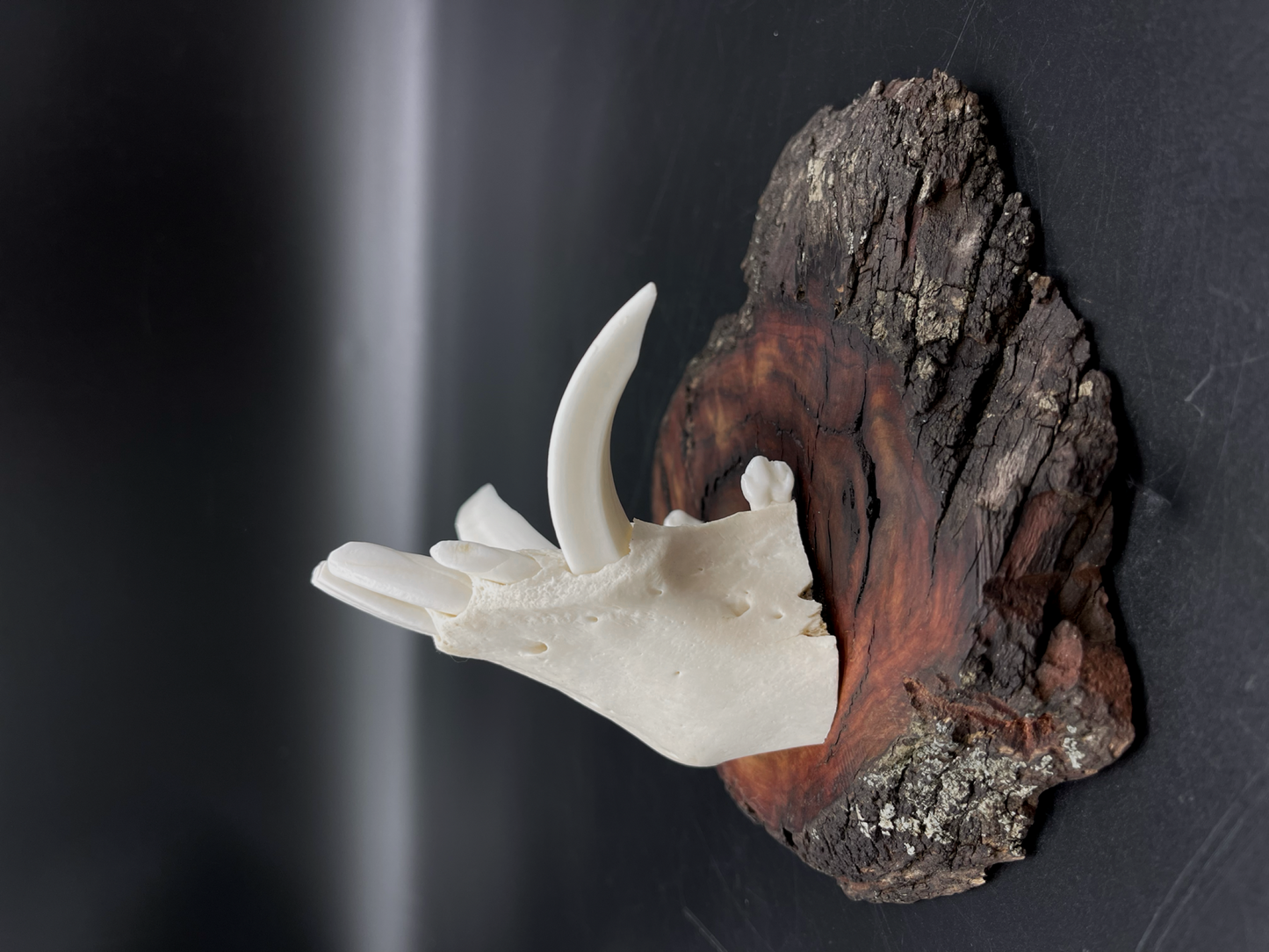 Wild Boar Tusks mounted on Hardwood Burl
