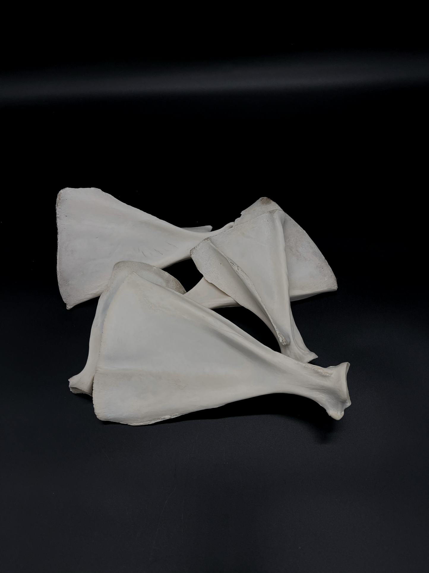 Sheep Scapula