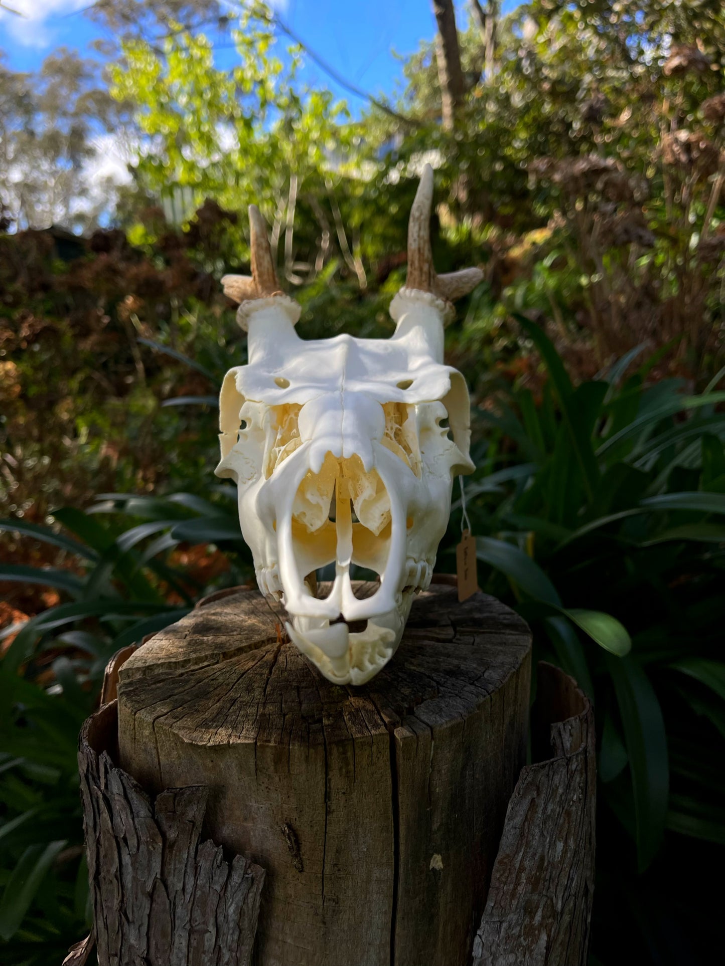 Fallow Buck Spiker