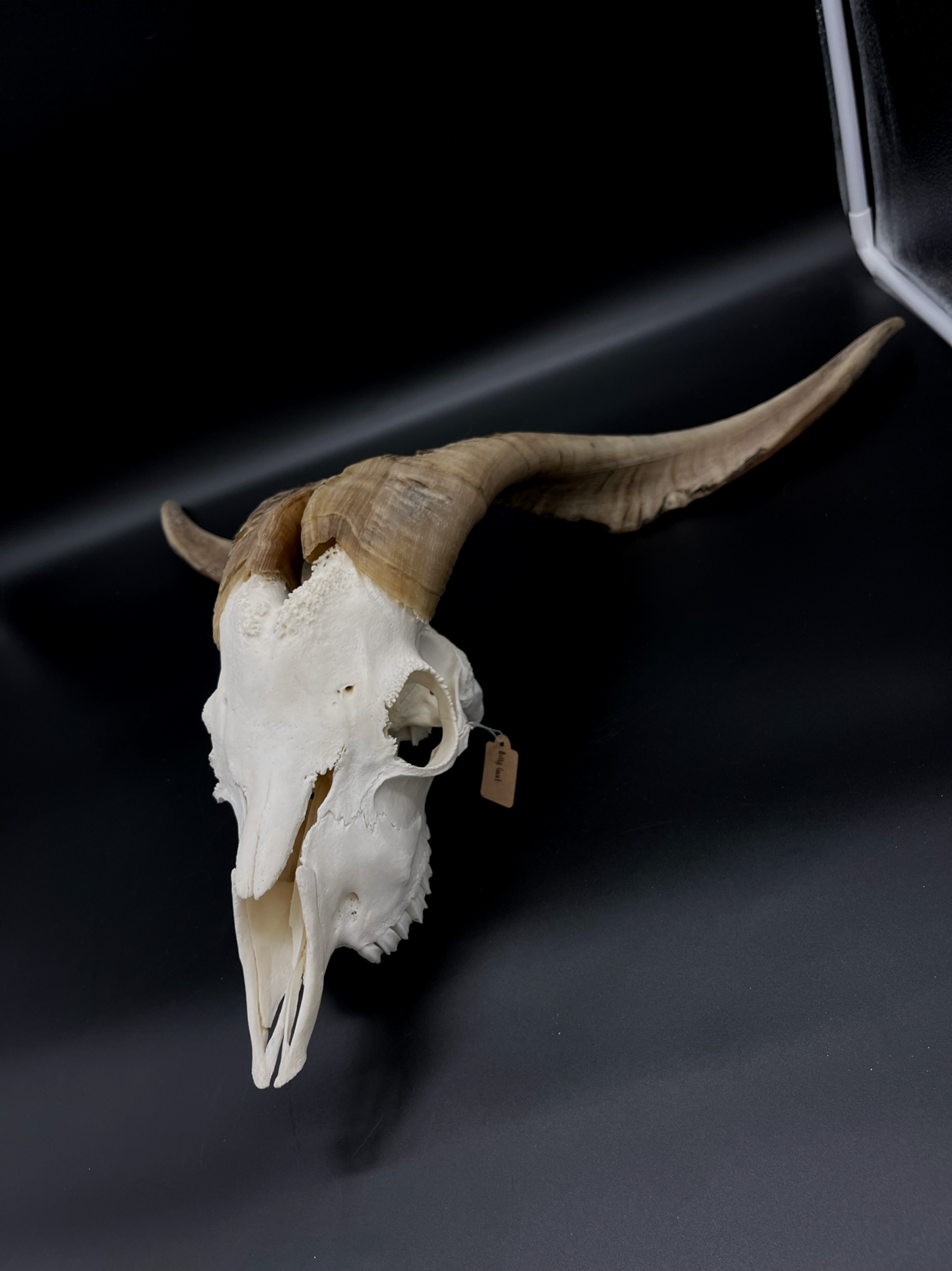 A- Grade Billy Goat Skull with Mandibles
