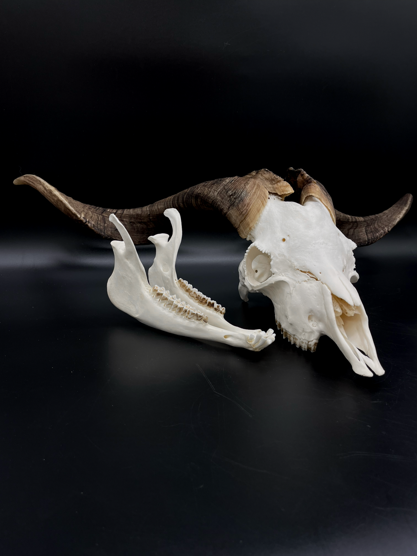 A+ Grade Rangeland Billy Skull with Mandibles