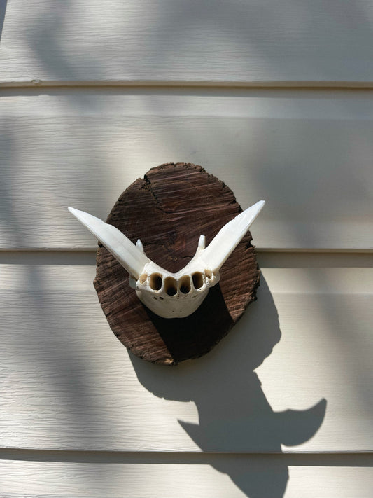 Mounted wild boar tusks