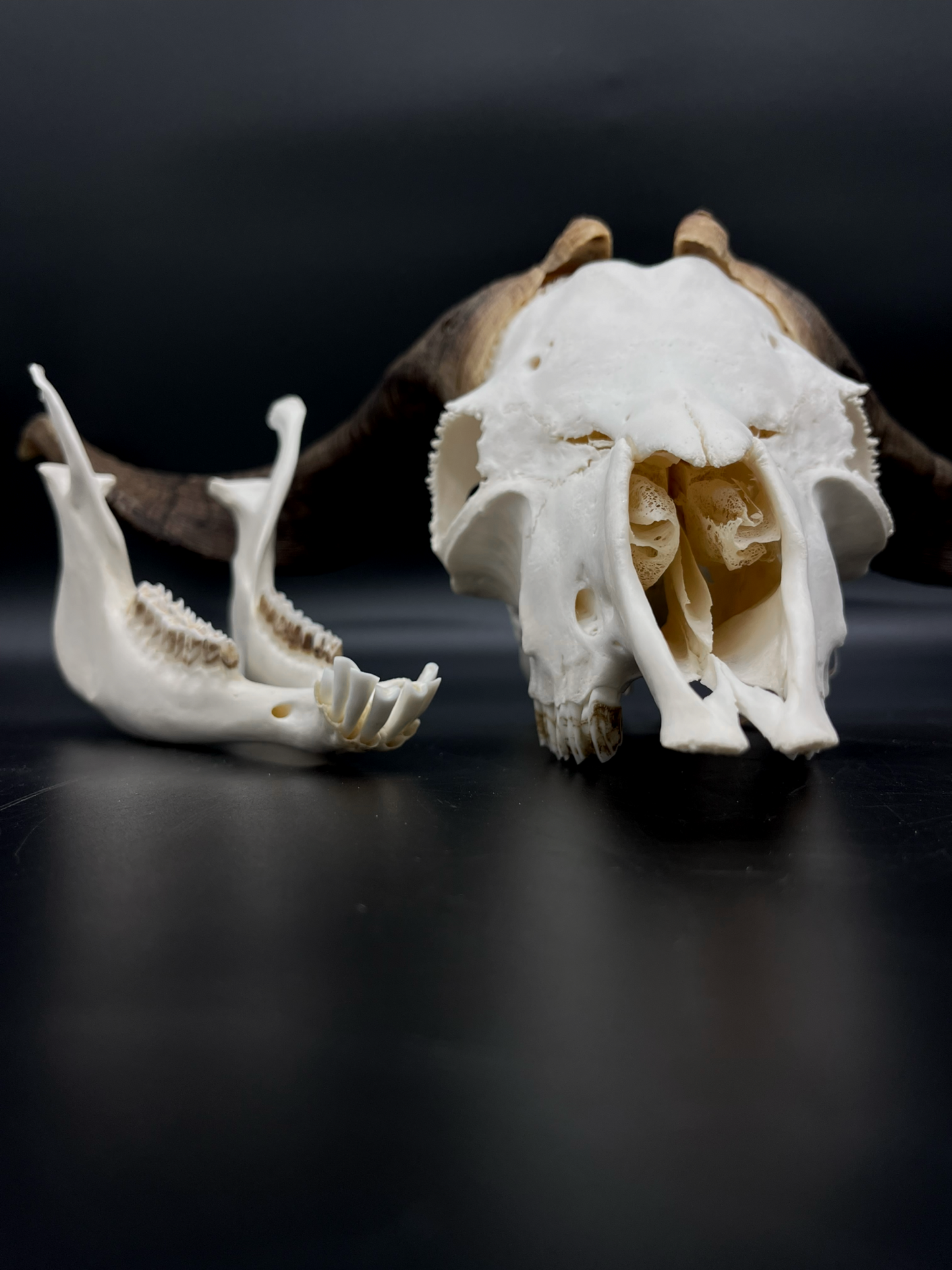 A+ Grade Rangeland Billy Skull with Mandibles