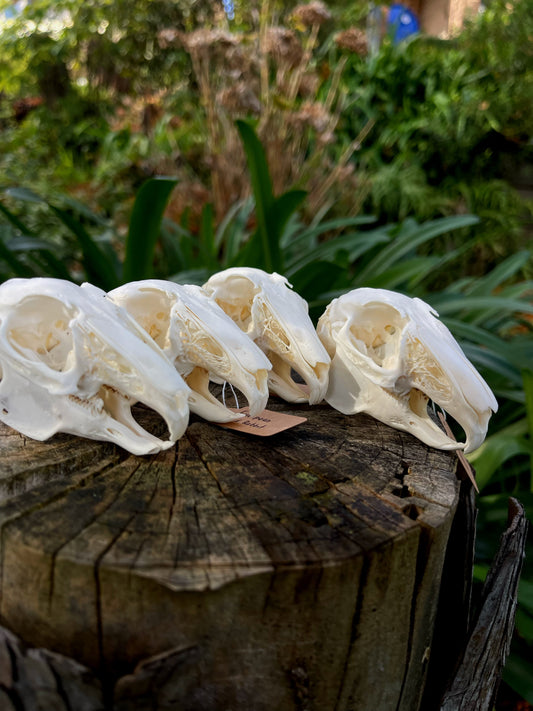 (B Grade) European Rabbit Skull