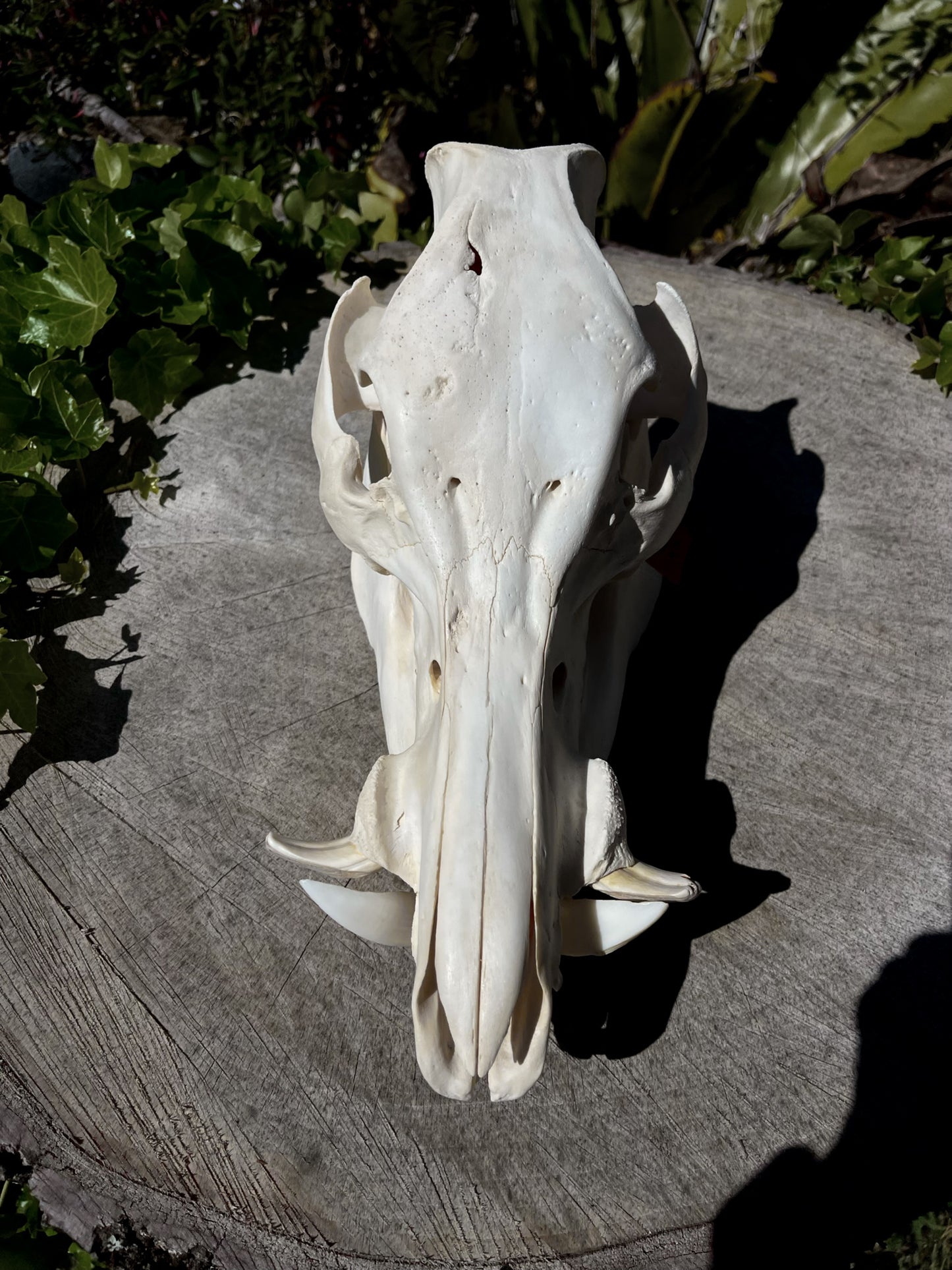 110kg Wild Boar Skull