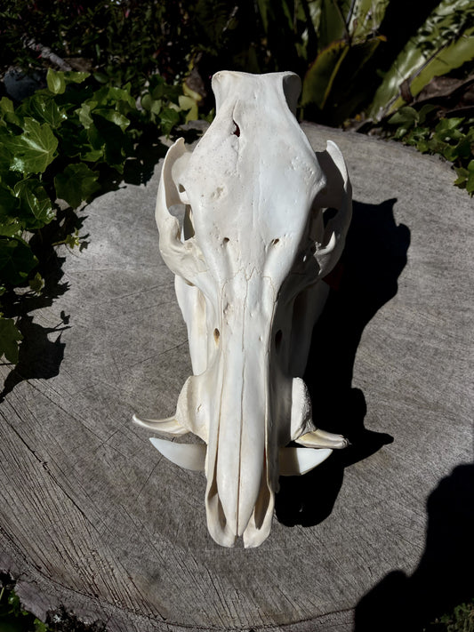 110kg Wild Boar Skull