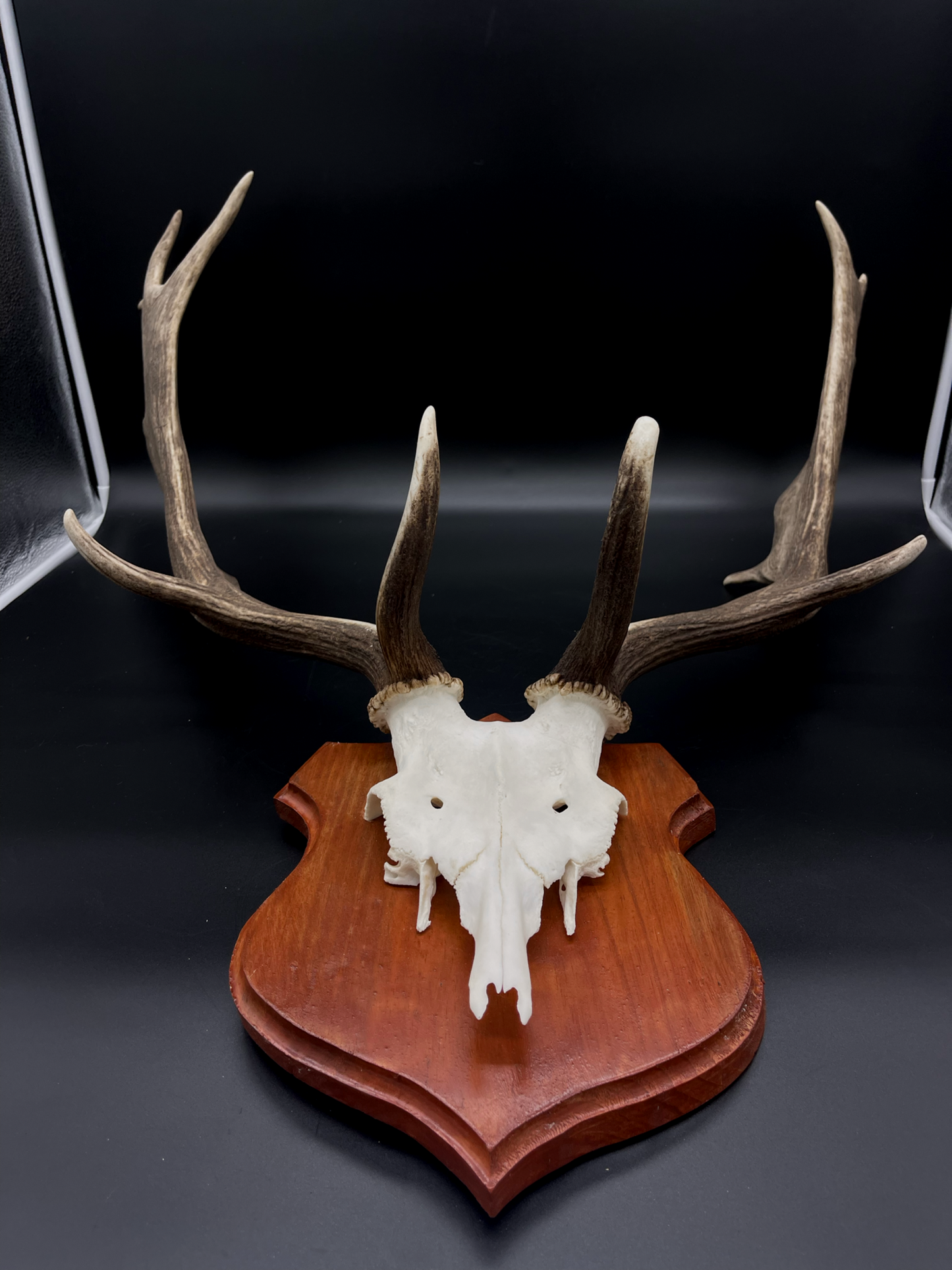 Fallow Buck half-skull cut European Mount