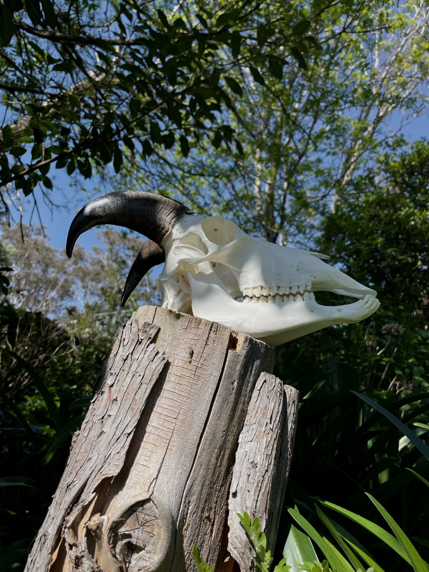 Himalayan Tahr Bull Skull (NZ)