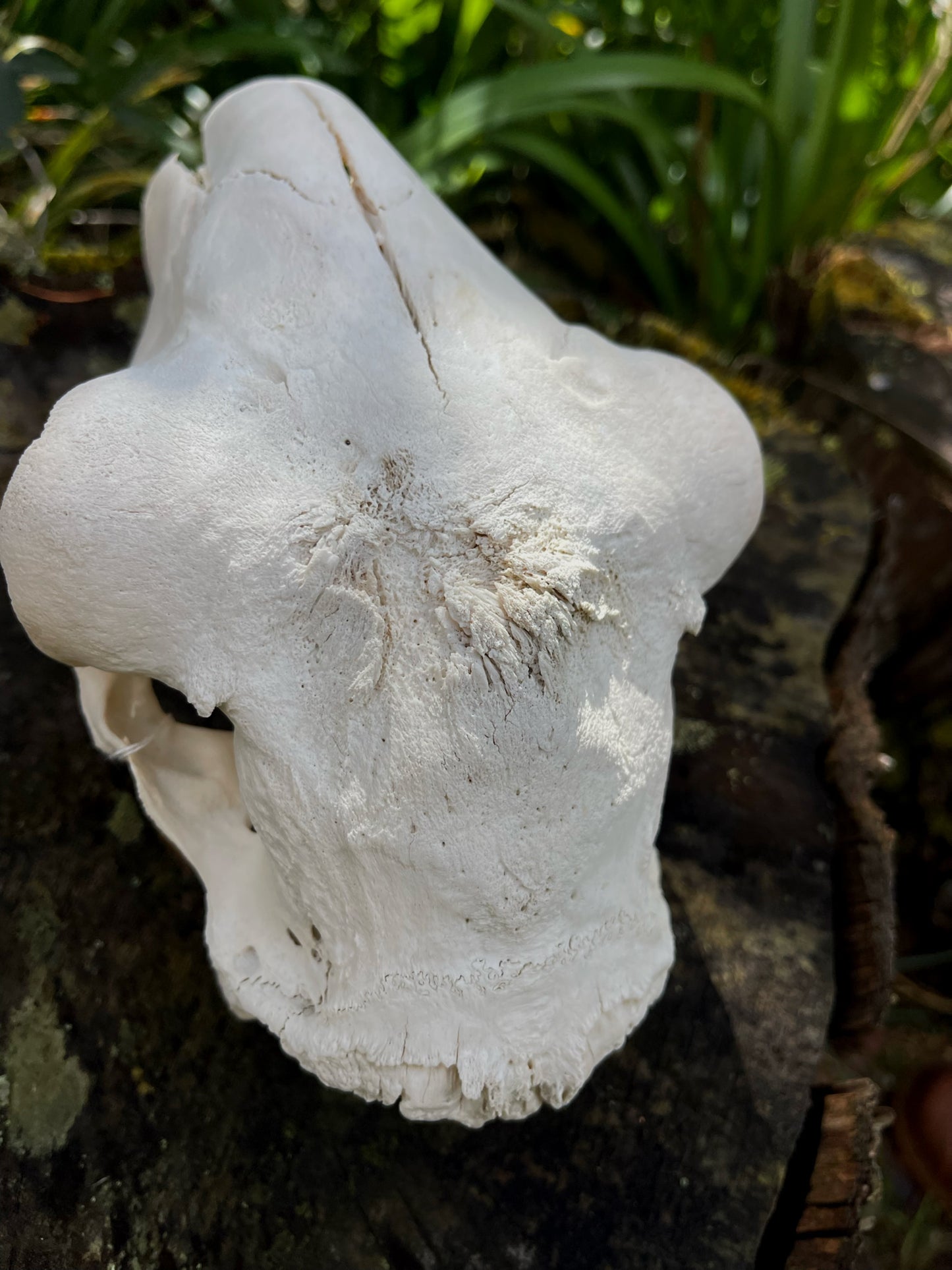 Border Leicester Stud Ram Skull #1