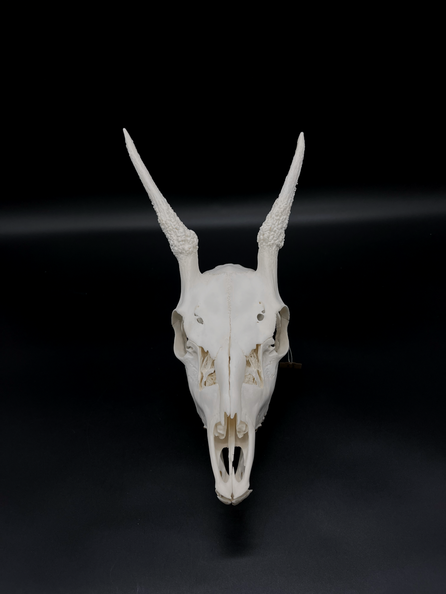 A+ Grade Fallow Spiker Skull With Mandibles