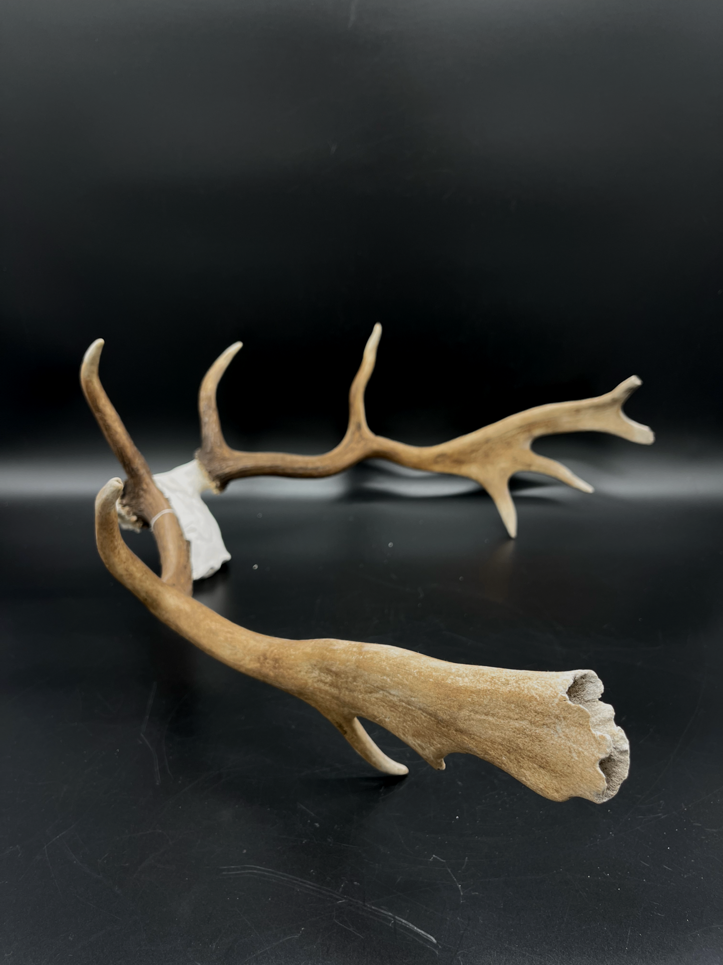 Craft Grade Fallow Buck Skull Cap