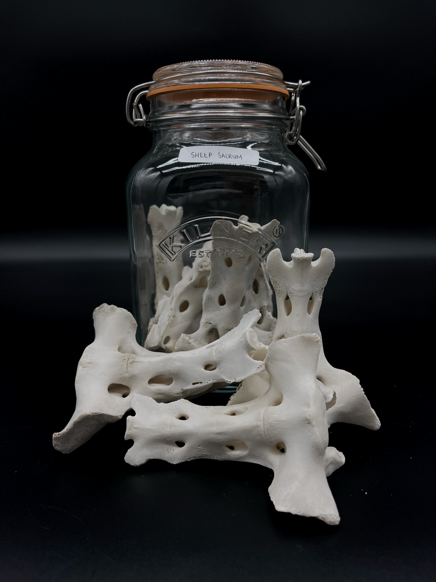 Sheep Sacrum