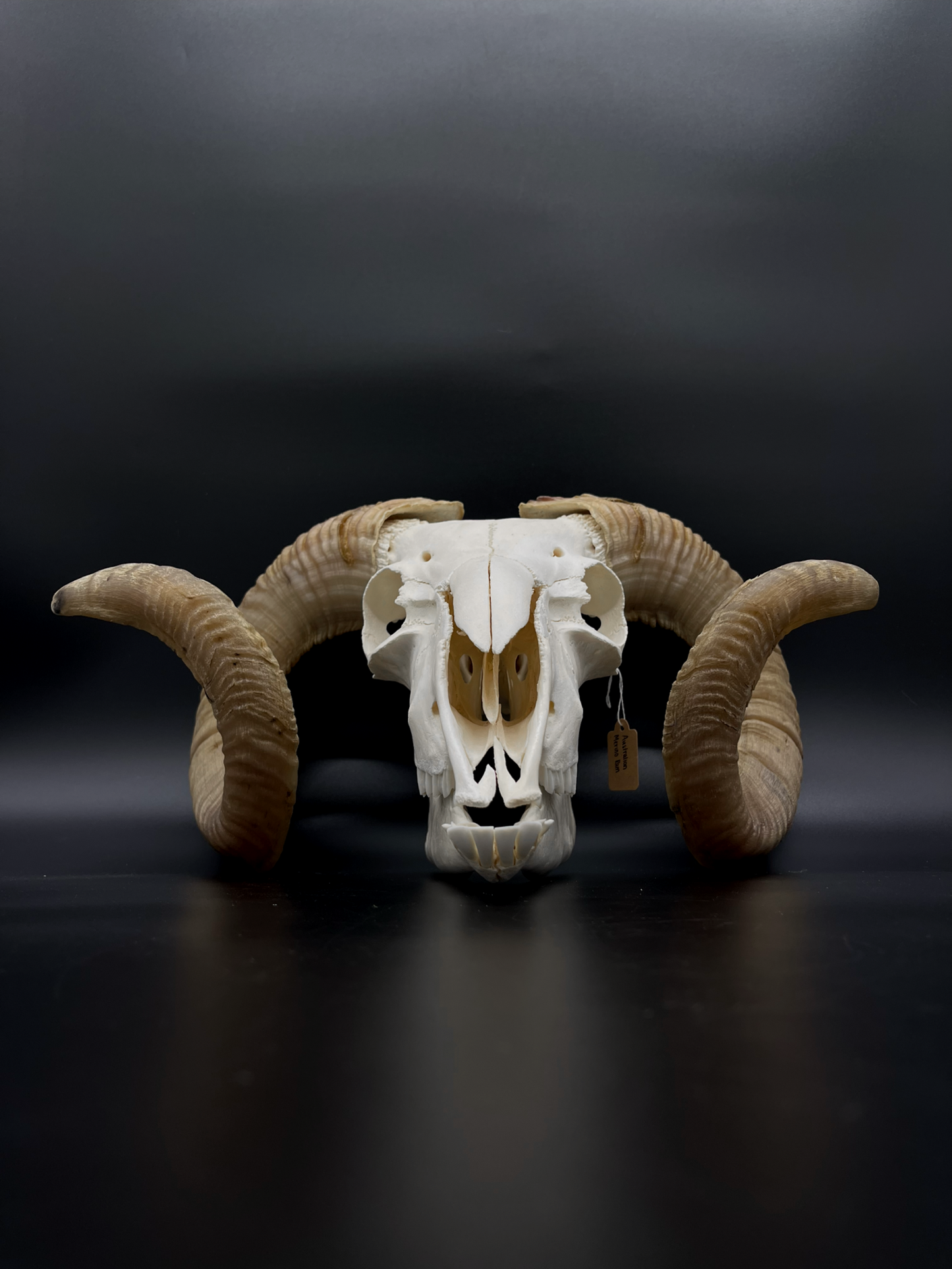 B Grade Merino Ram Skull with Mandibles