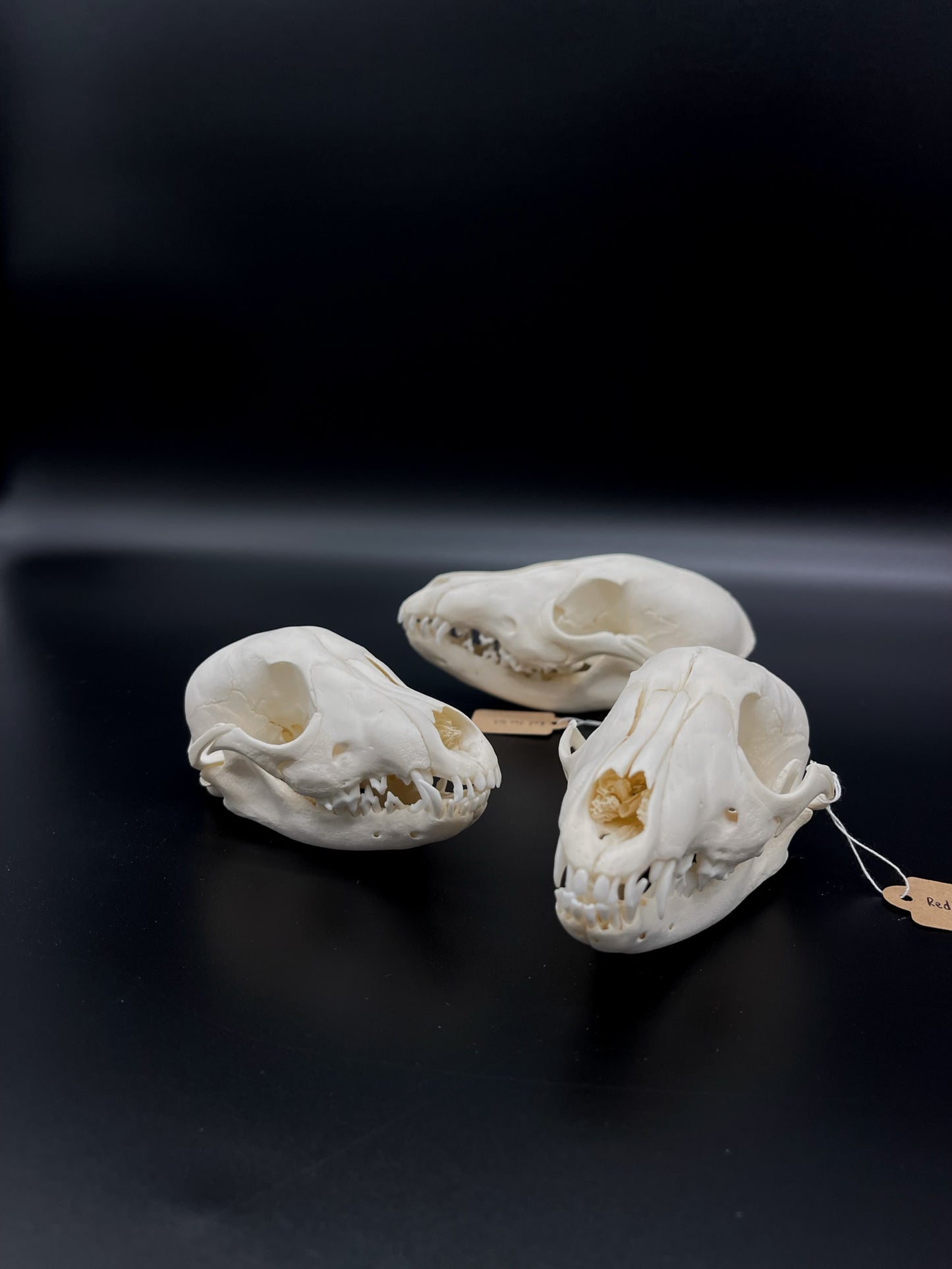 B Grade Juvenile Australian Red Fox Kit Skull