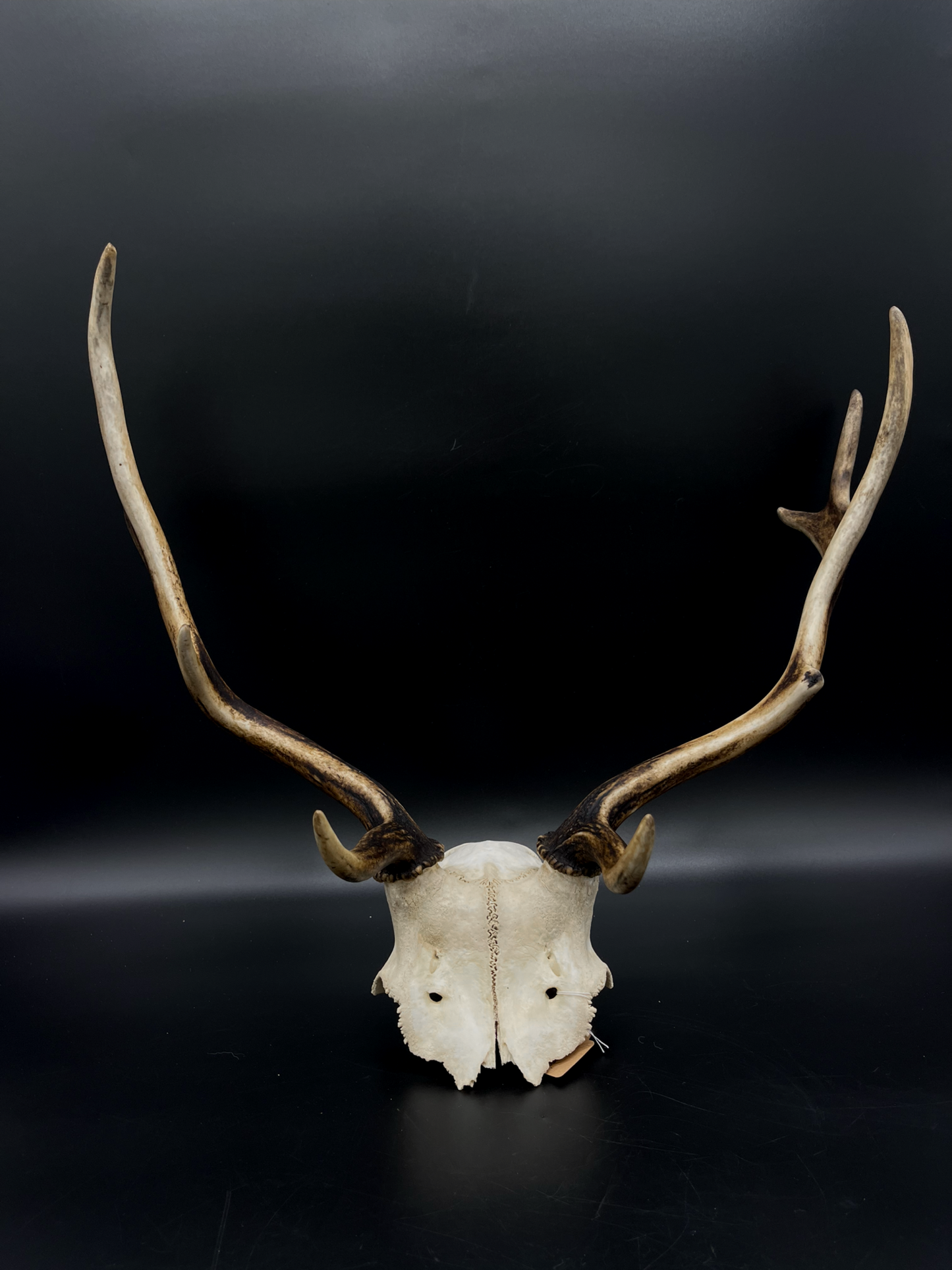 B Grade Fallow Buck Skull Cap