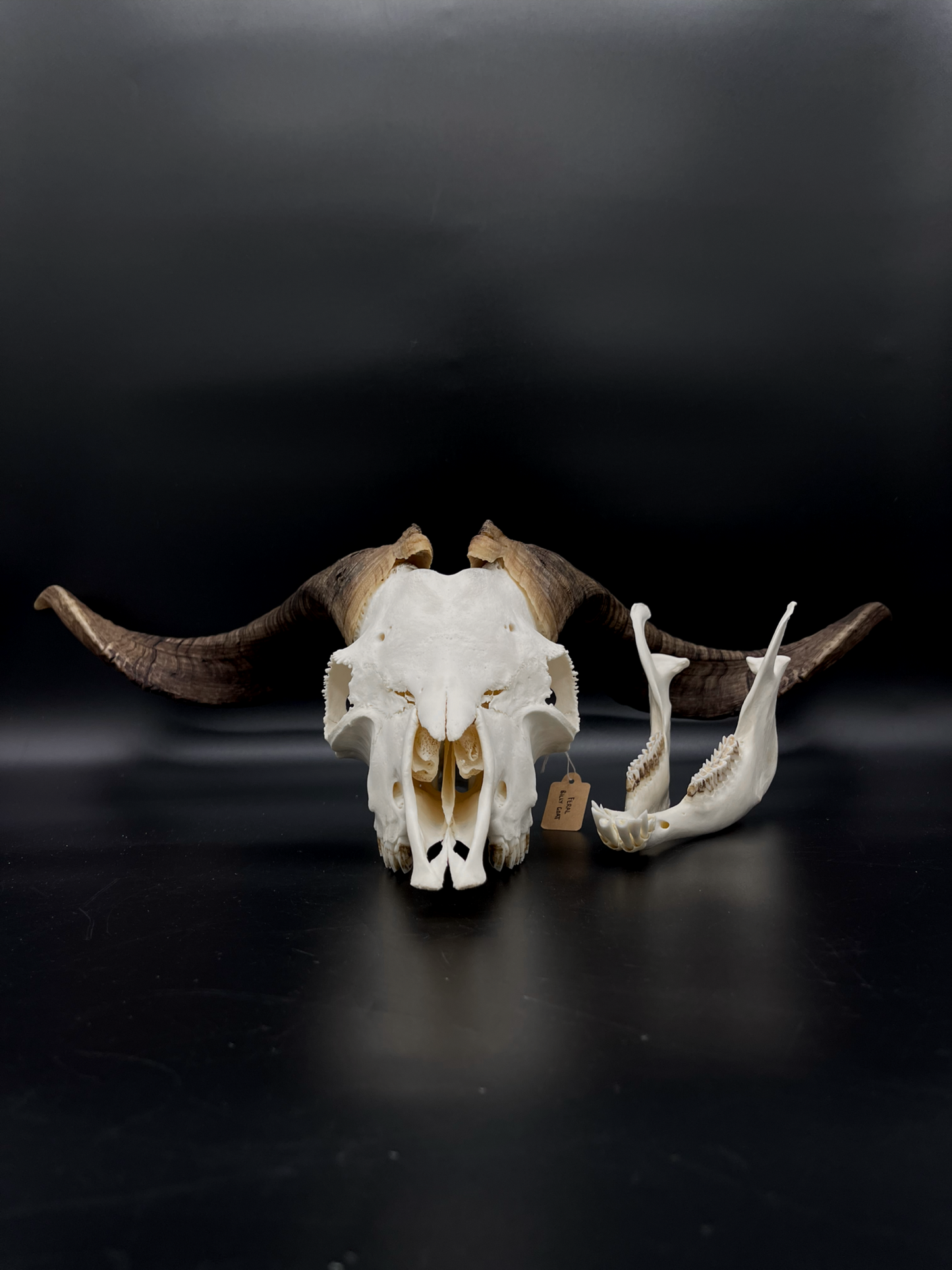 A+ Grade Rangeland Billy Skull with Mandibles