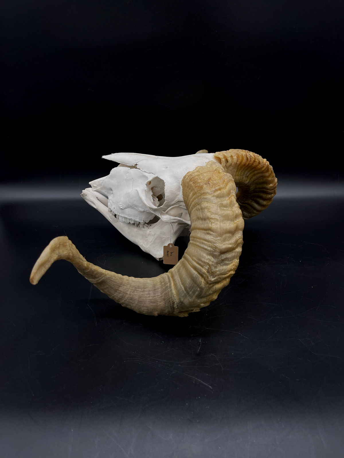 B Grade Merino Ram Skull + Mandibles