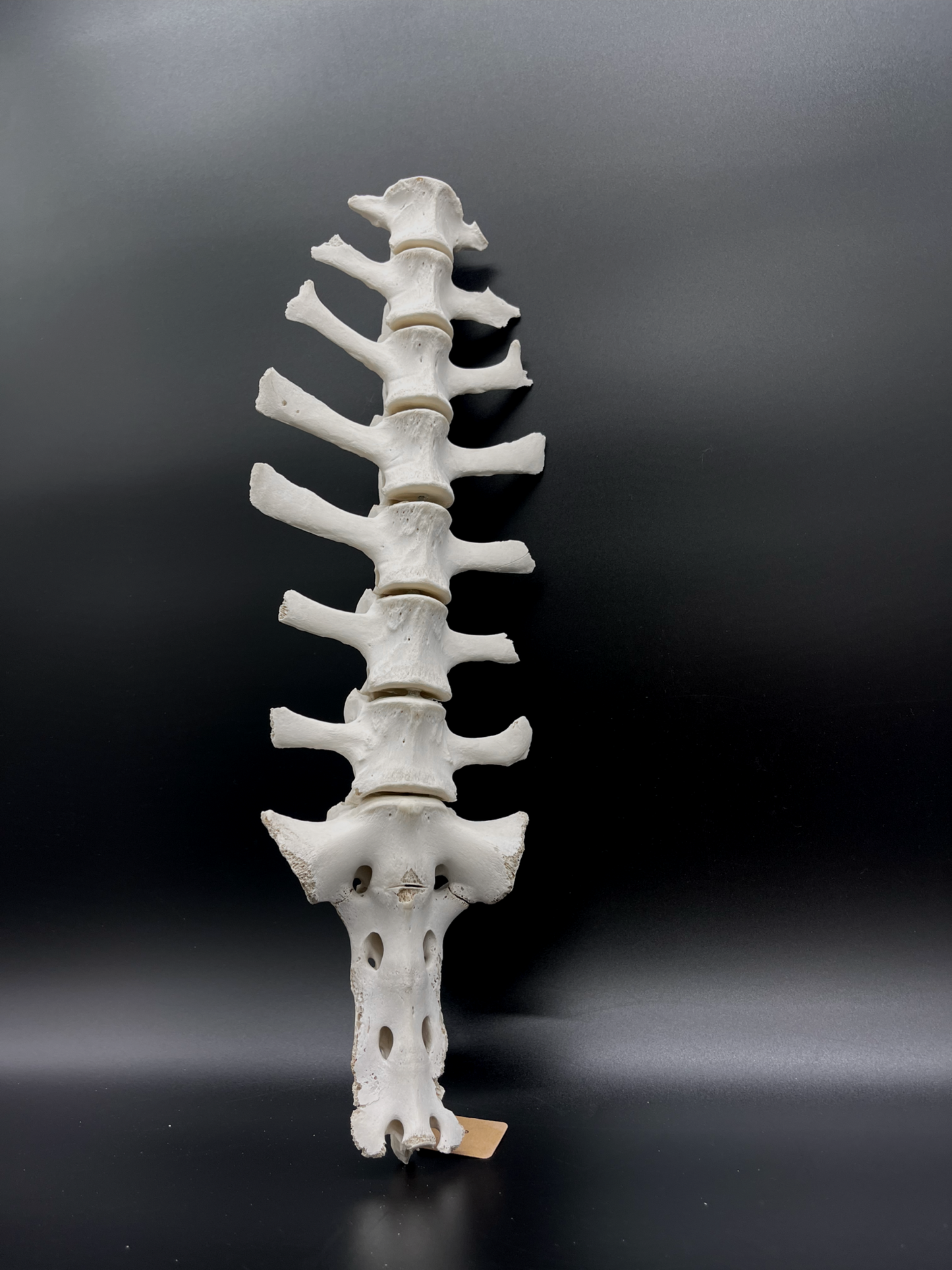 B Grade Articulated Sheep Spine