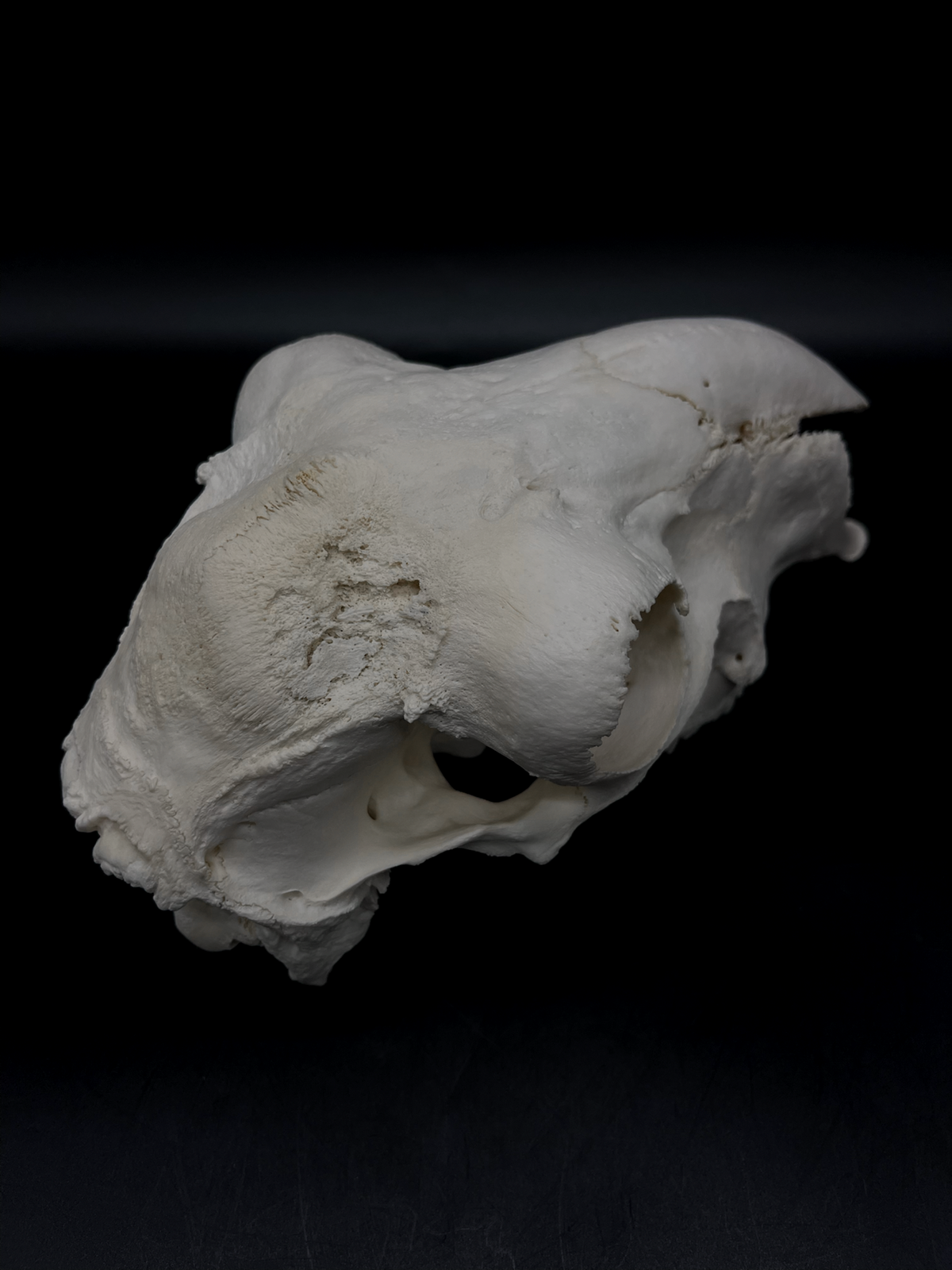 A- Grade Pathological Border Leicester Stud Ram Skull with Cranium blunt force trauma + a slight Wry Nose