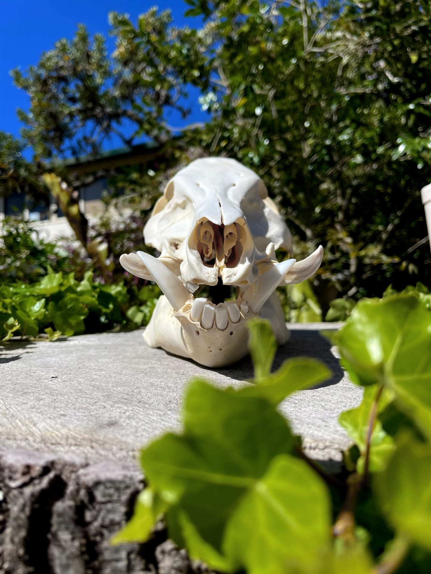 Craft Grade Wild Boar Skull