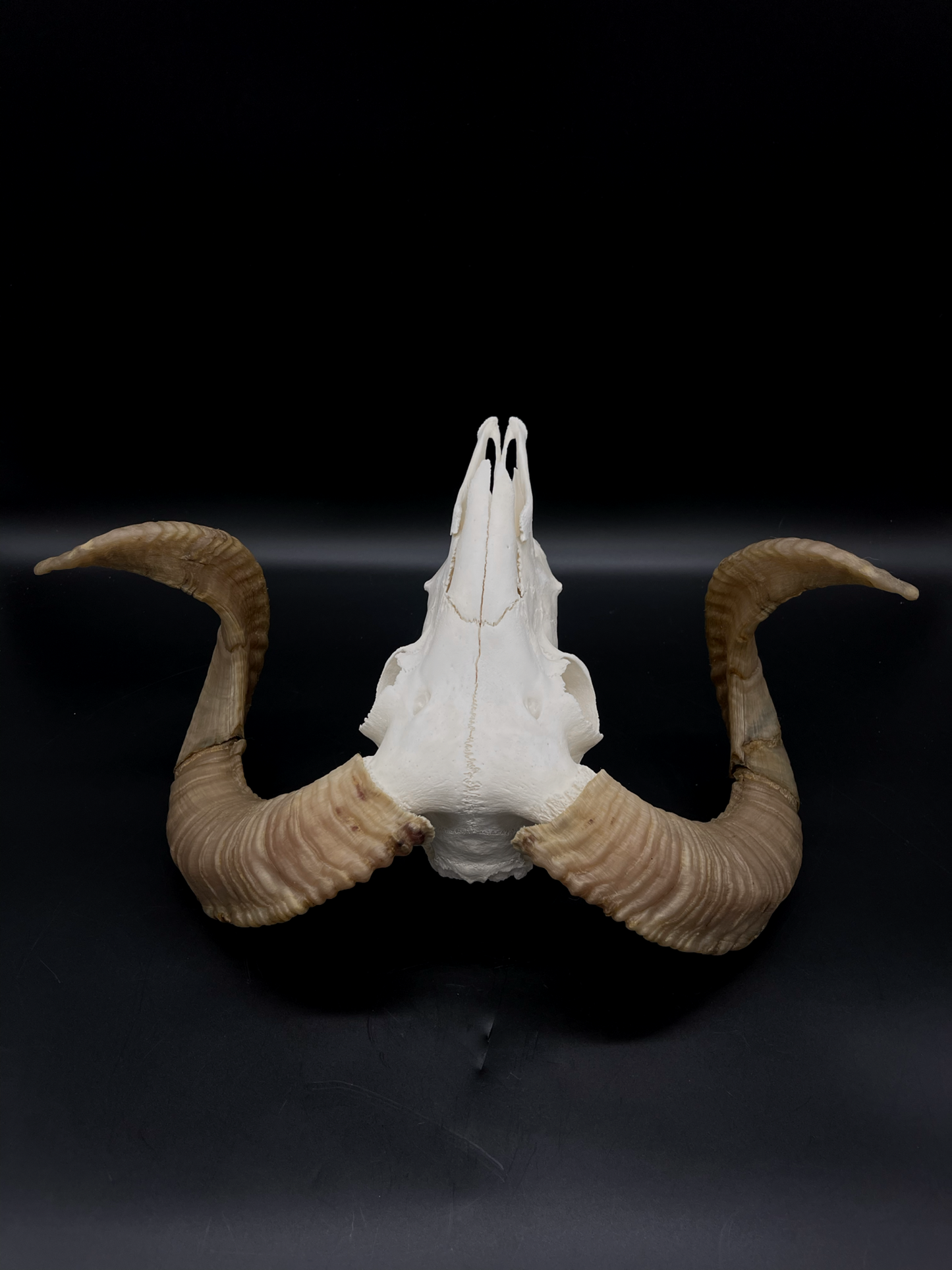 B Grade Merino Ram skull with Mandibles