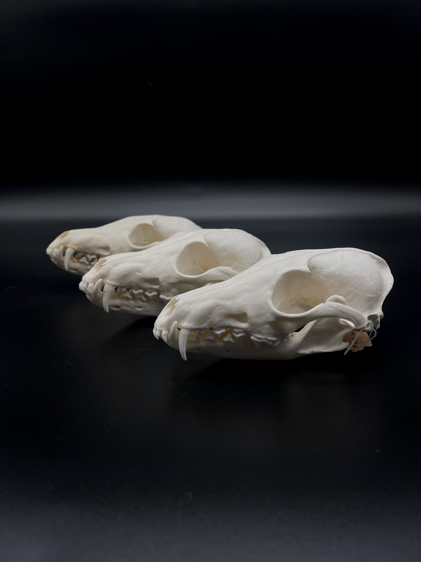 A+ Grade Red Fox Skull