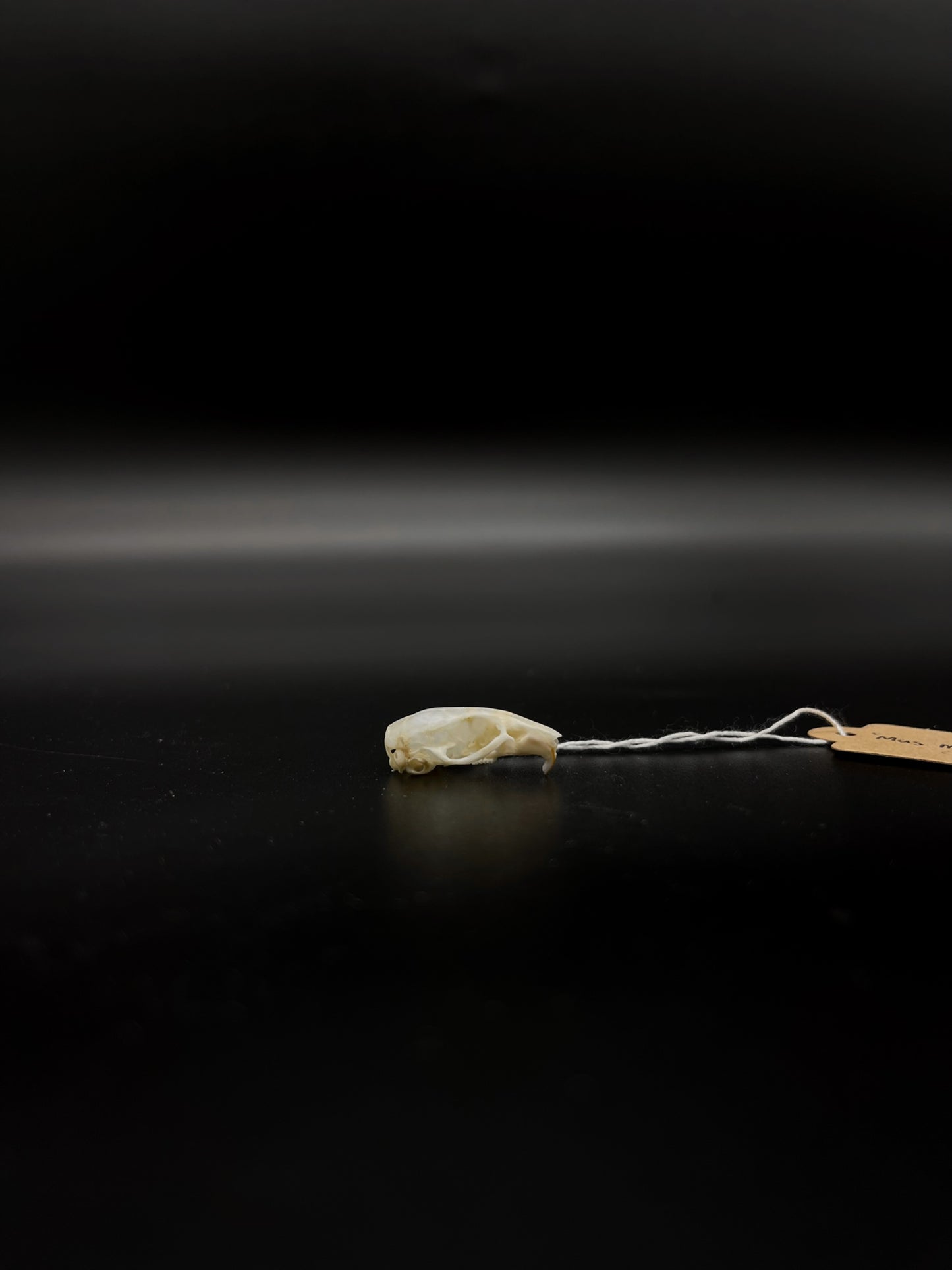 House Mouse Skull