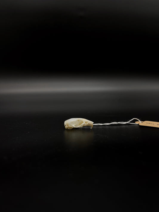 House Mouse Skull