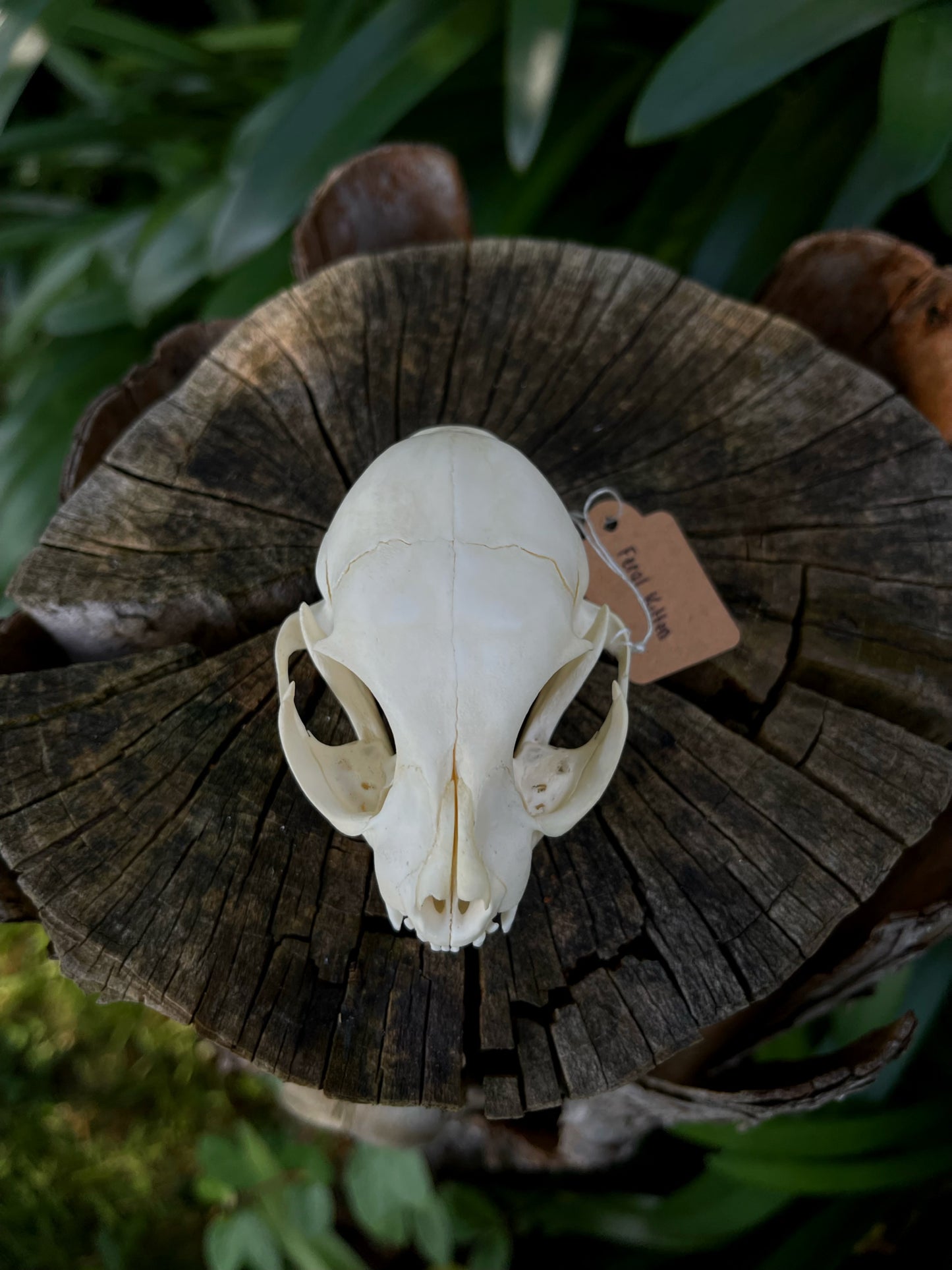 Feral Kitten Skull (B Grade)