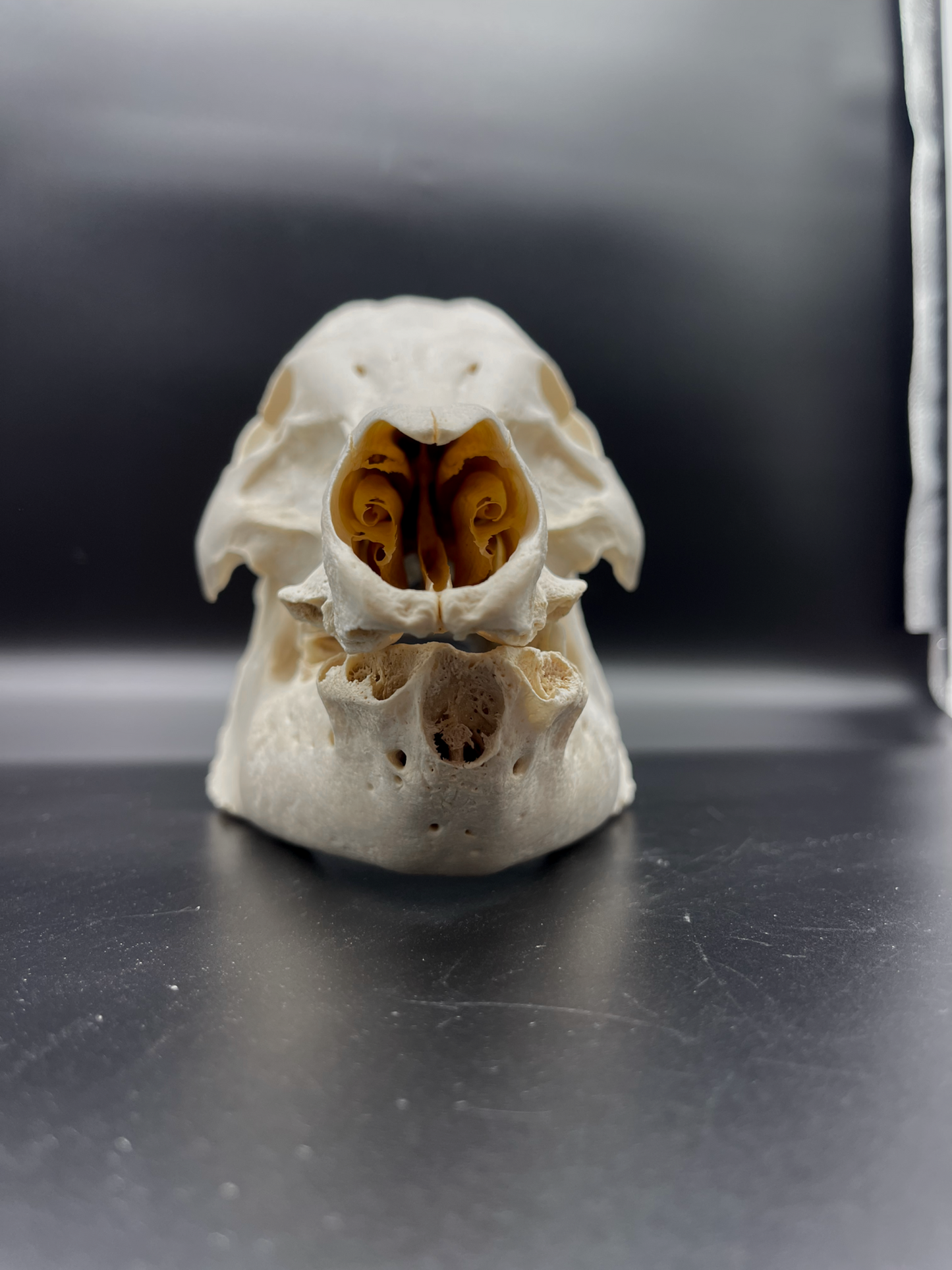 Pathological Geriatric Sow