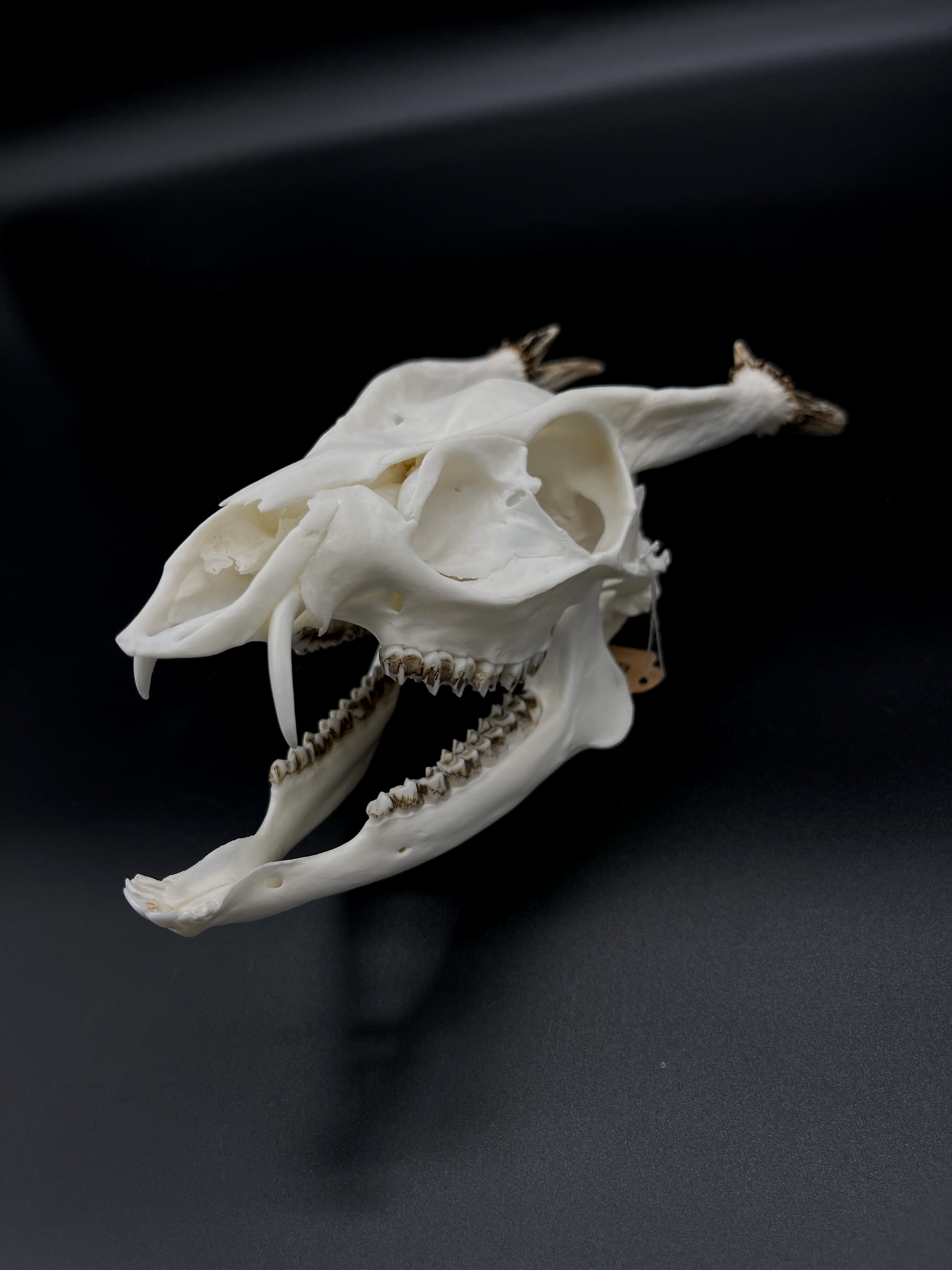 A Grade Reeves’s Muntjac Skull with Mandibles (UK)
