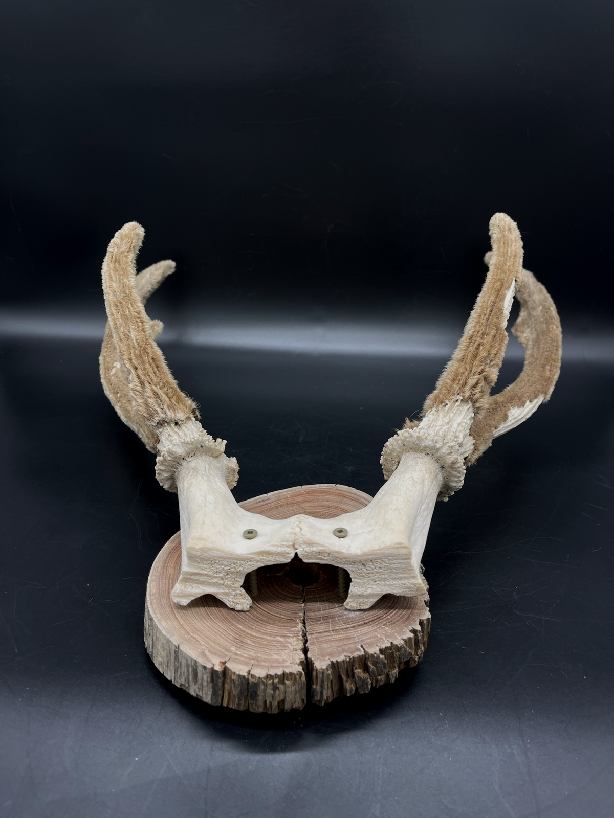 Craft Grade Sambar velvet Antlers mounted on Red Gum