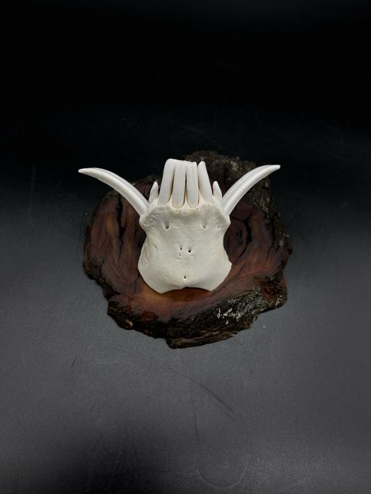 Wild Boar Tusks mounted on Hardwood Burl