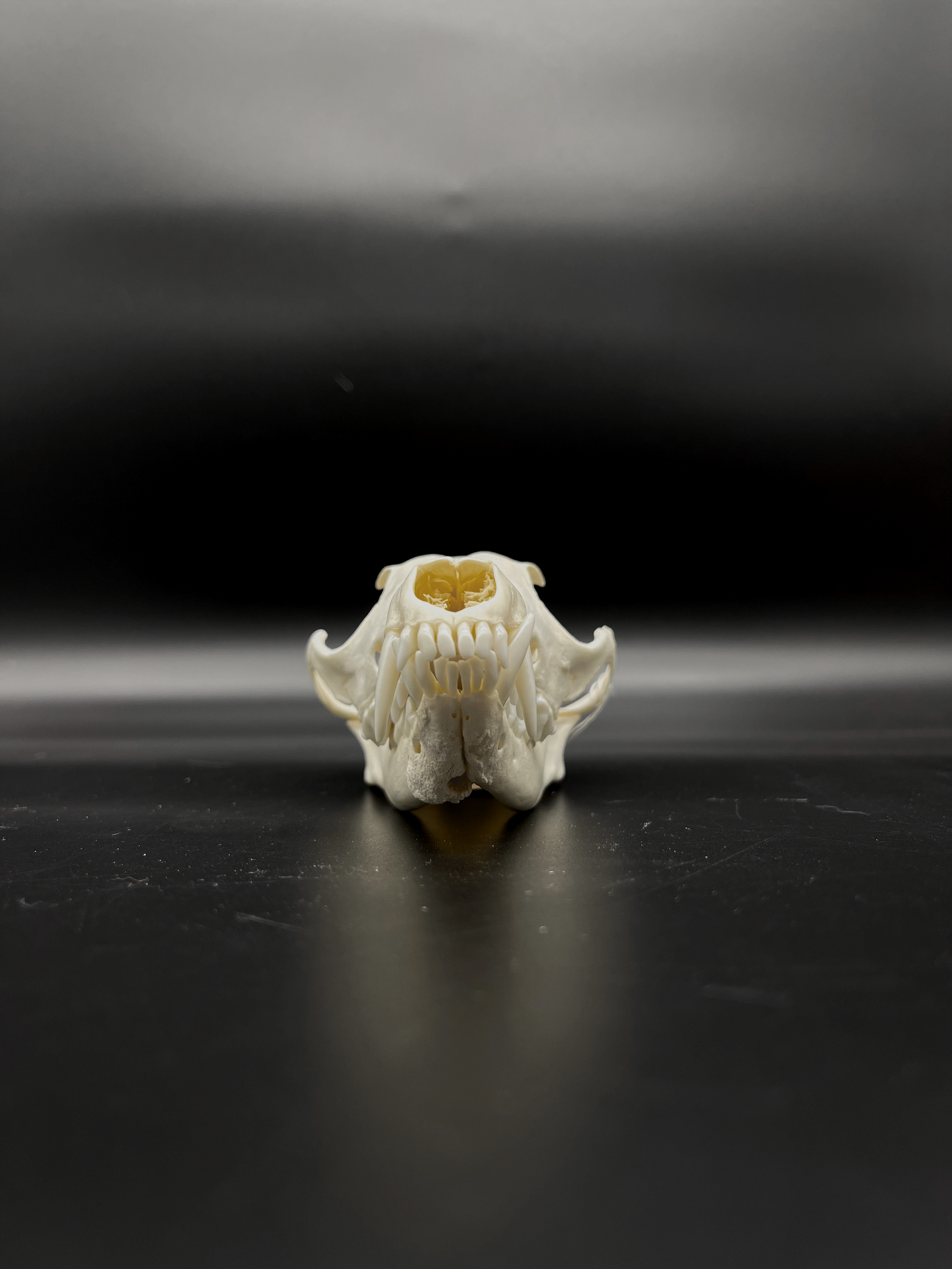 Pathological Red Fox Skull