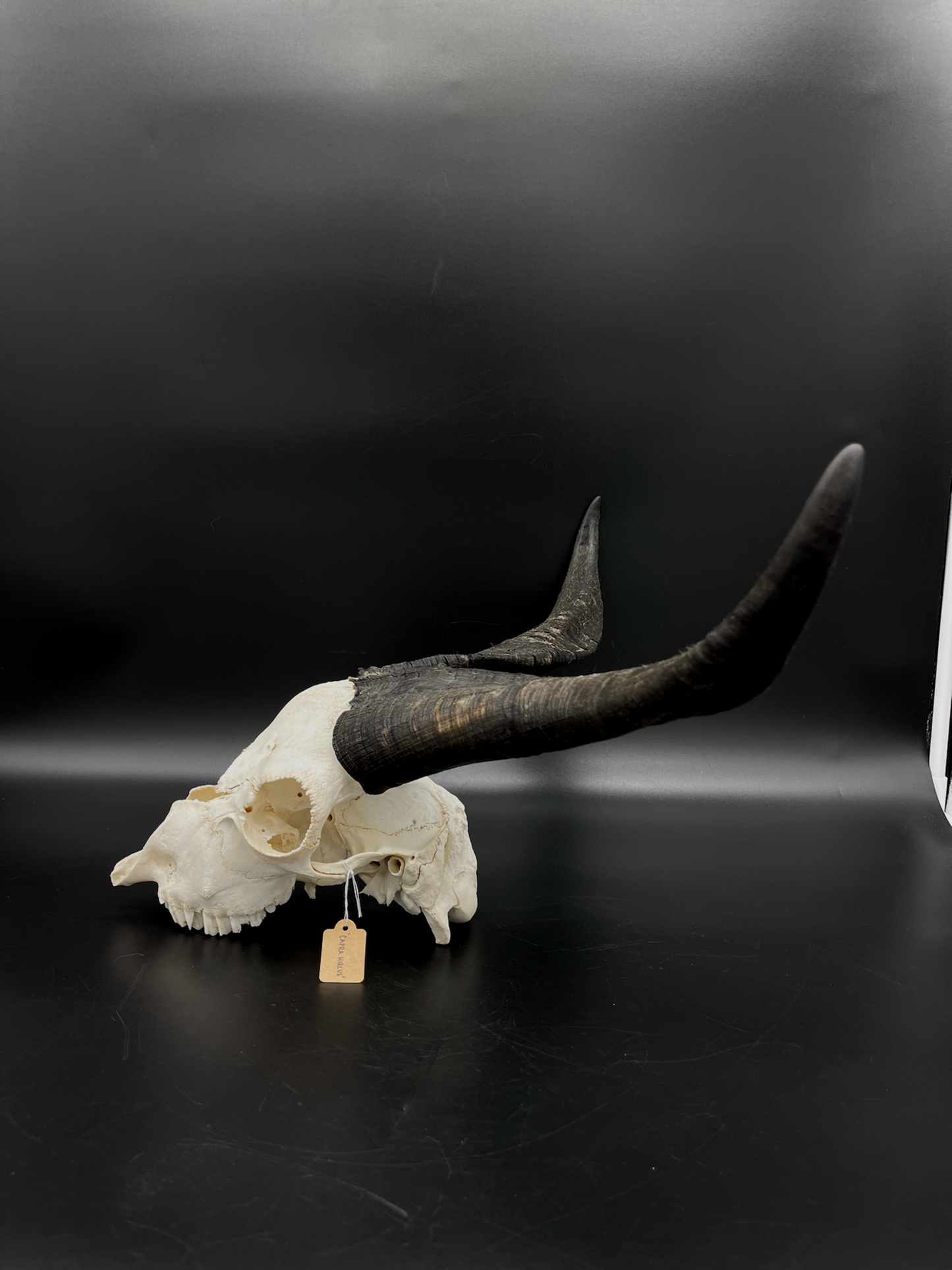Craft Grade Feral Billy Goat Skull with “Devil Horns”