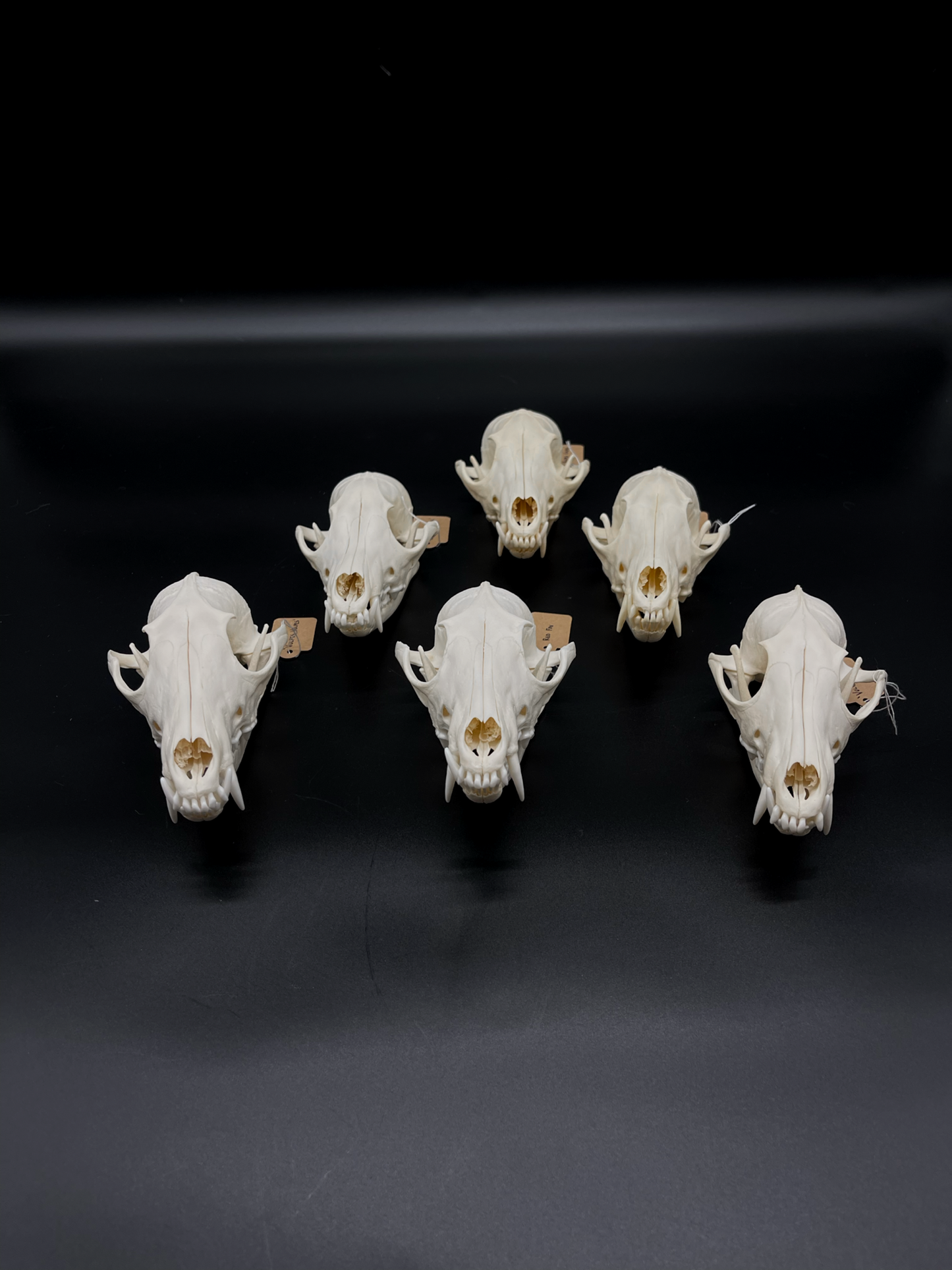 A- Grade Red Fox Skull