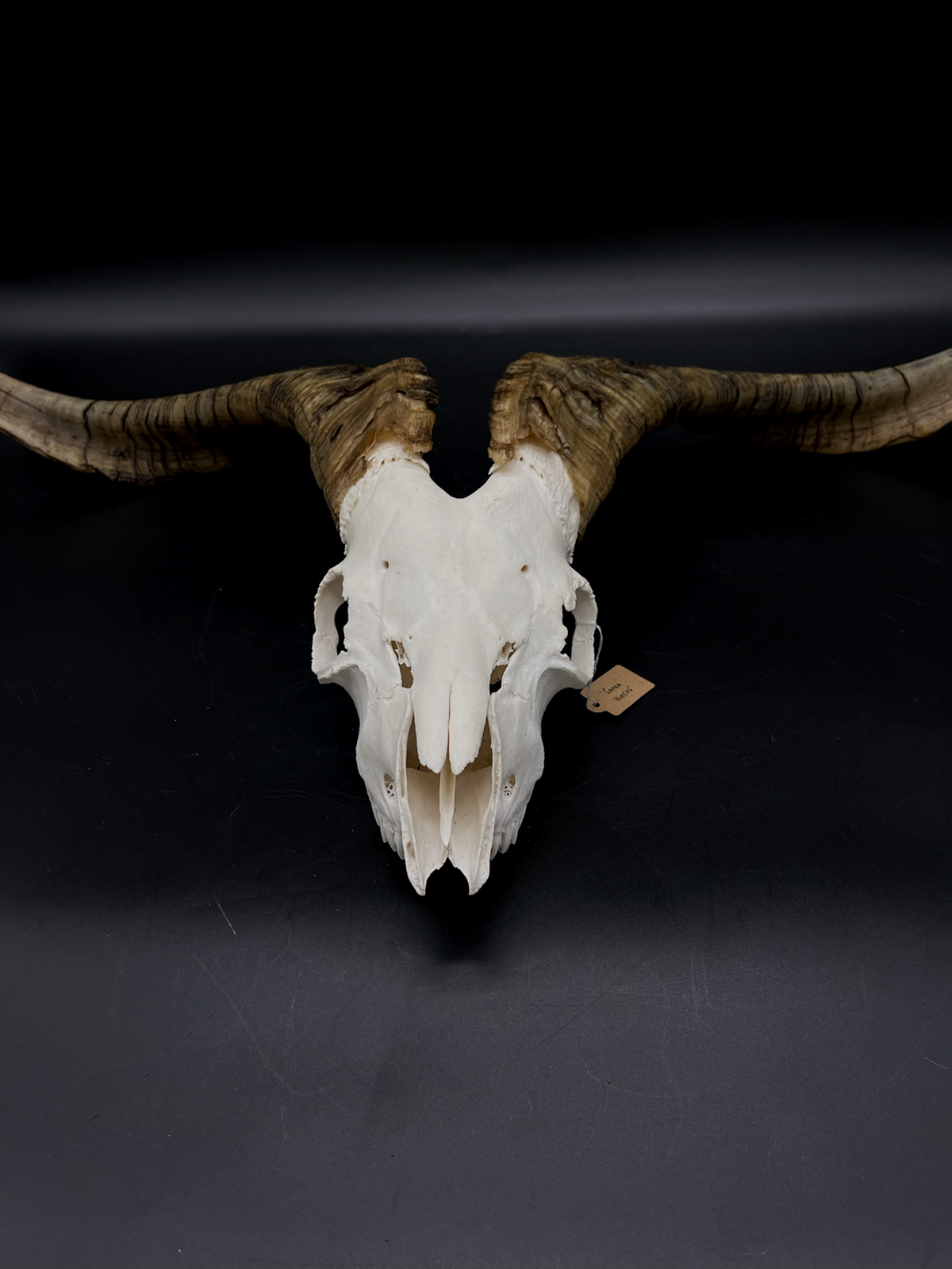 Wall Hanging Rangeland Billy Goat