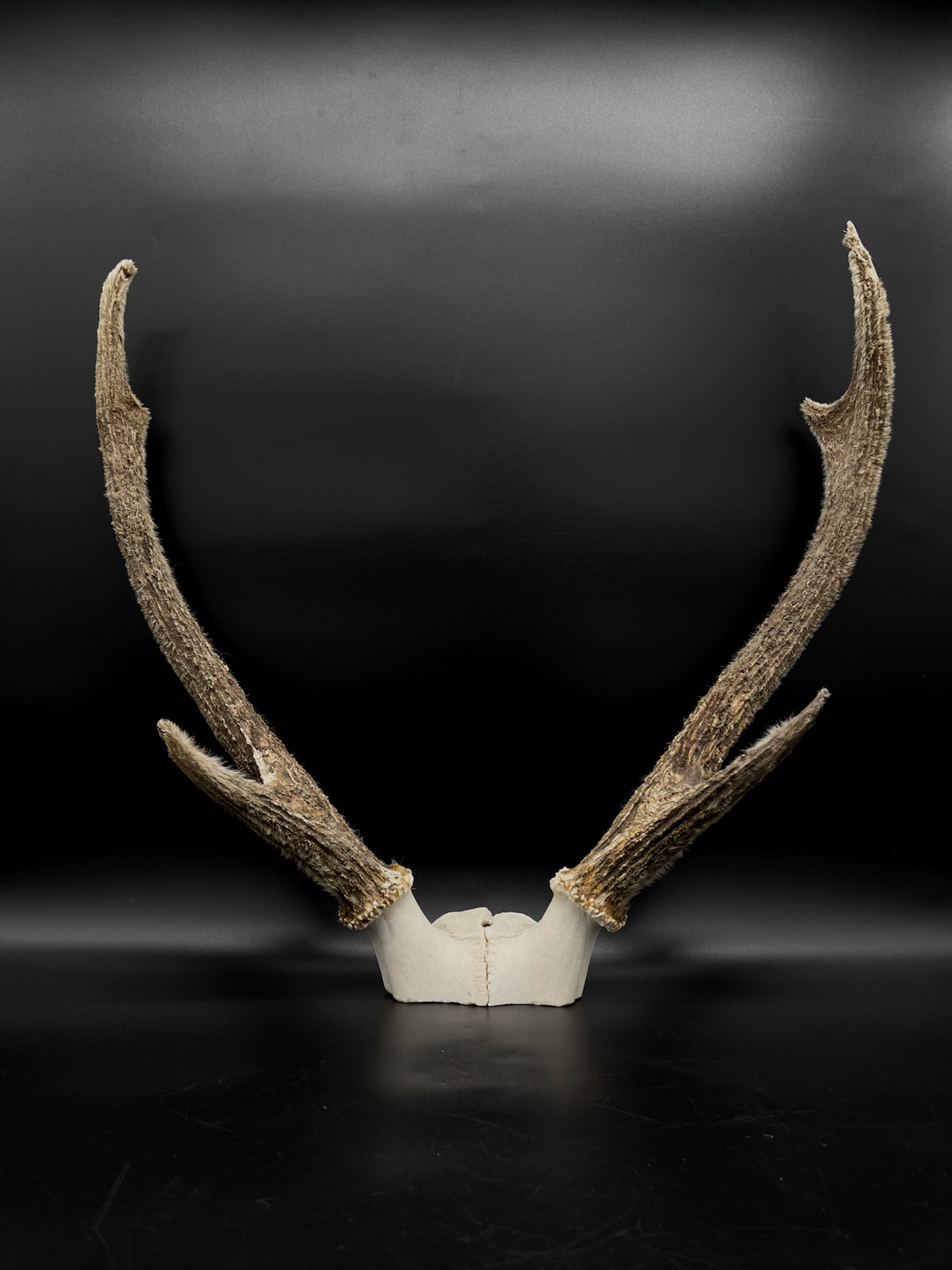 Sambar Antlers in Hard Velvet