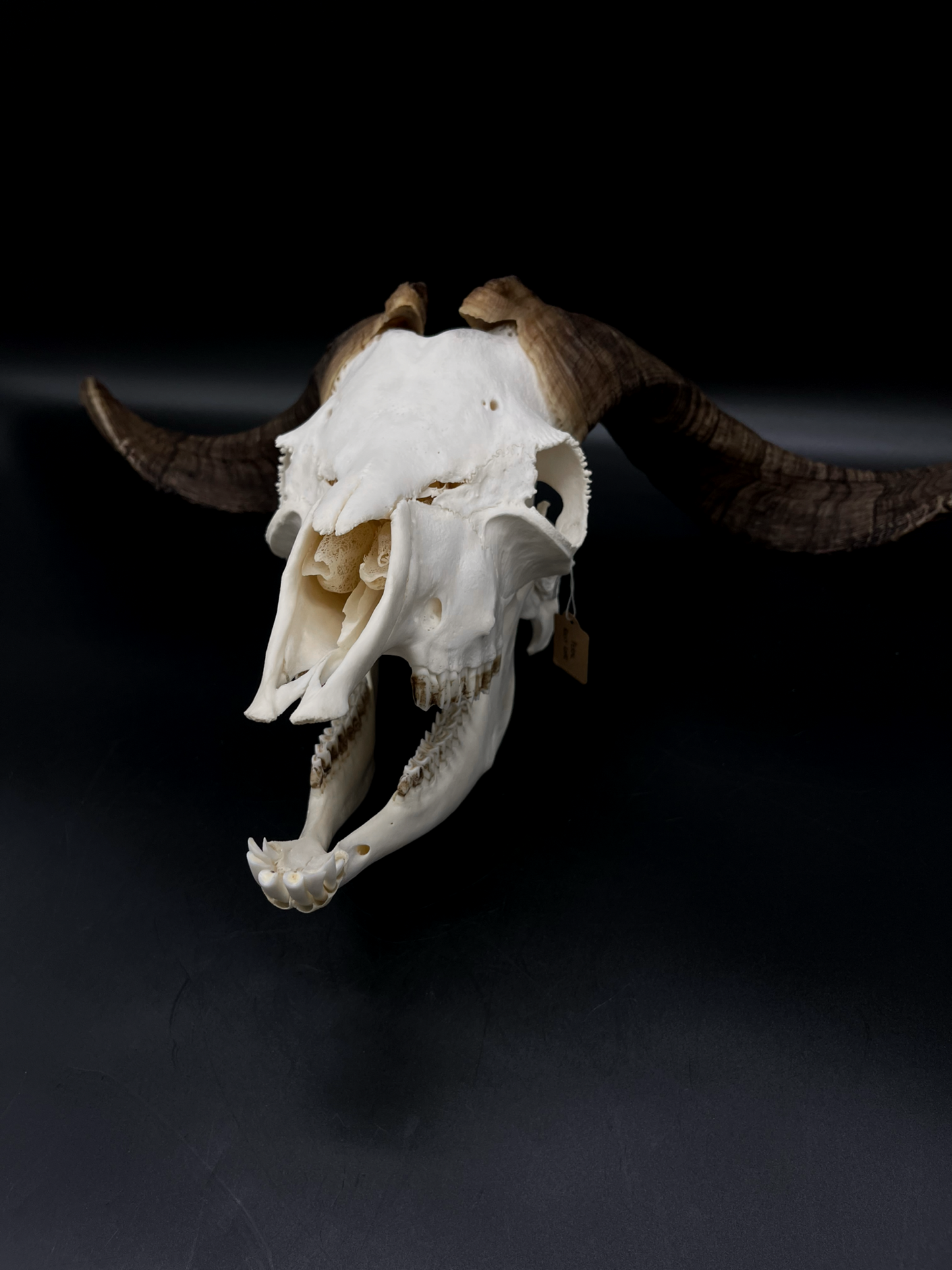 A+ Grade Rangeland Billy Skull with Mandibles