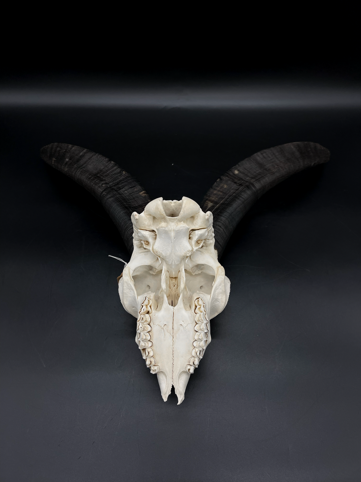 Craft Grade Feral Billy Goat Skull with “Devil Horns”