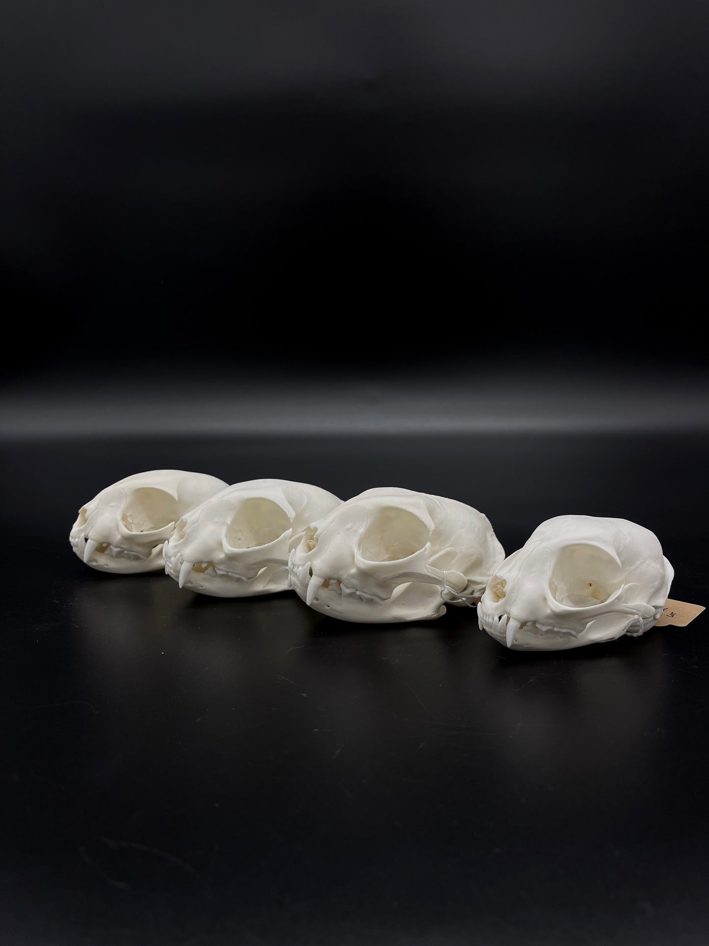 A+ Grade Feral Cat Skull