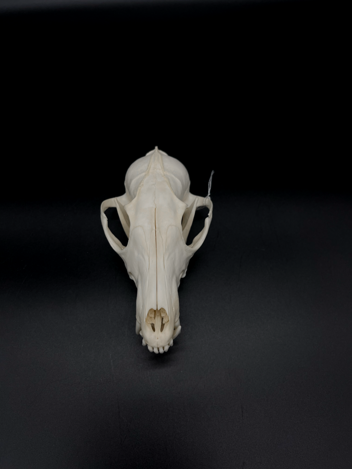 Pathological Red Fox Skull